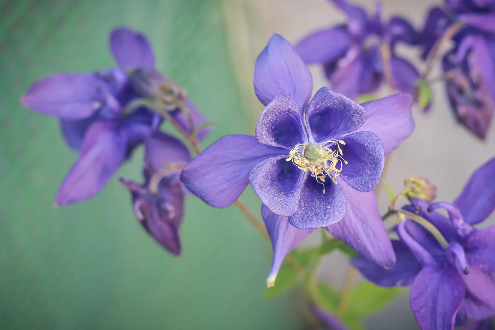 Columbine (Aquilegia Hybrids) — Columbine's early summer blooms attract hummingbirds and butterflies, adding dynamic life to your garden; renowned, image 118