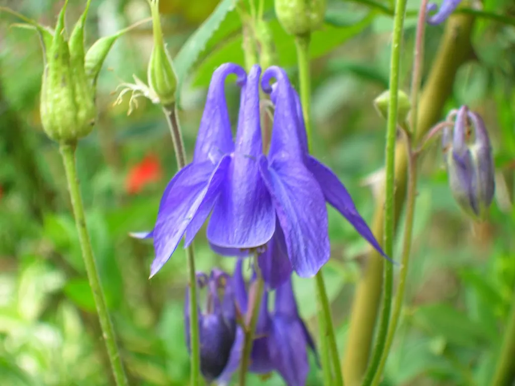 Columbine (Aquilegia Hybrids) — Mature plants reach 15-20 inches in height and spread up to 12 inches; thriving in USDA zones 3-8, it prefers, image 89