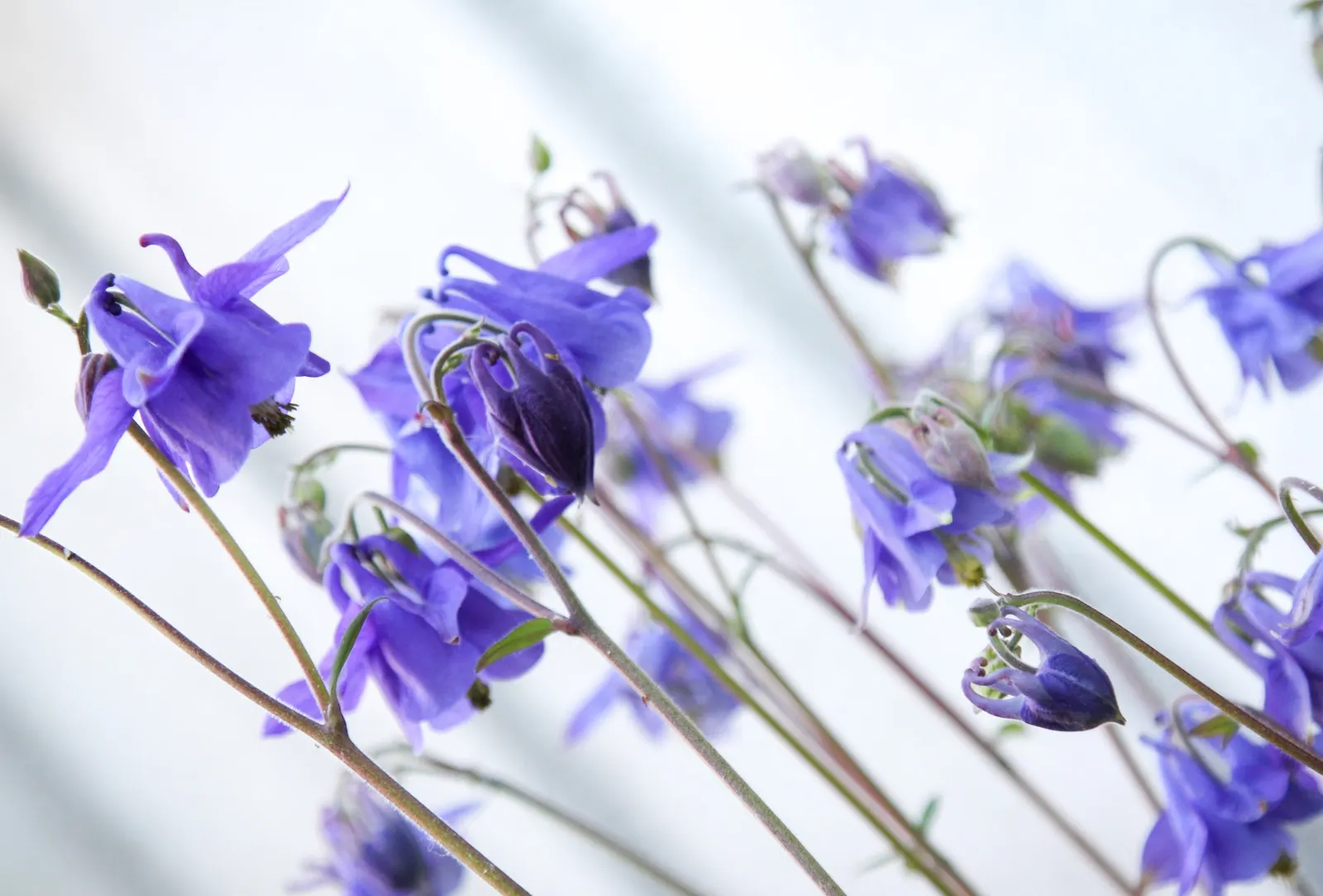 Columbine (Aquilegia Hybrids) — Aquilegia hybrids offer an extended blooming period; these perennials are somewhat drought-tolerant