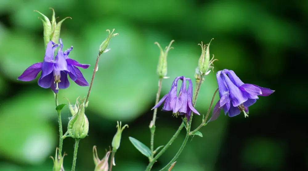 Columbine (Aquilegia Hybrids) — Mature plants reach 15-20 inches in height and spread up to 12 inches; thriving in USDA zones 3-8, it prefers, image 117
