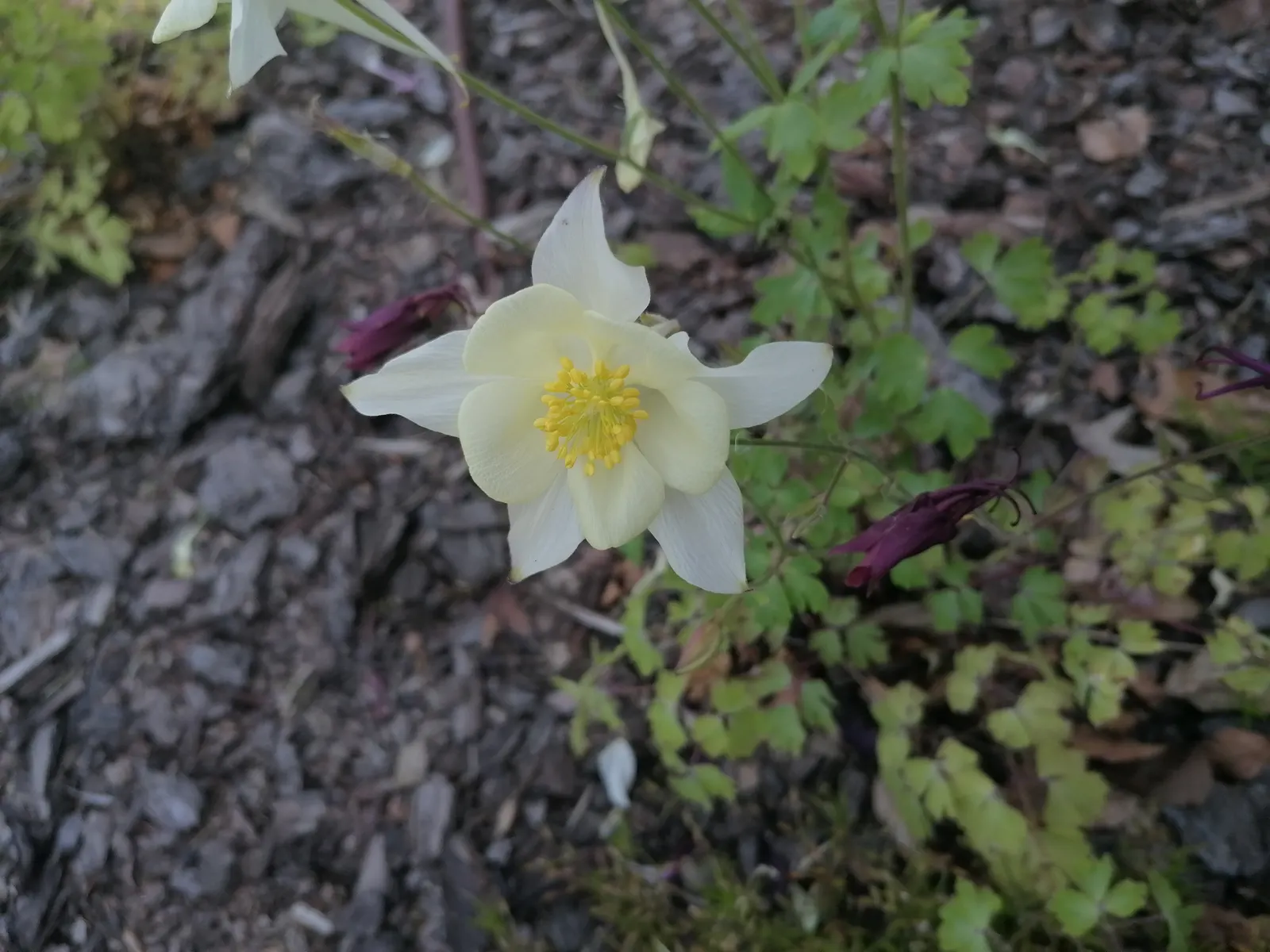 Columbine (Aquilegia Hybrids) — perennial for half or shade; to encourage more vigorous growth in the coming years