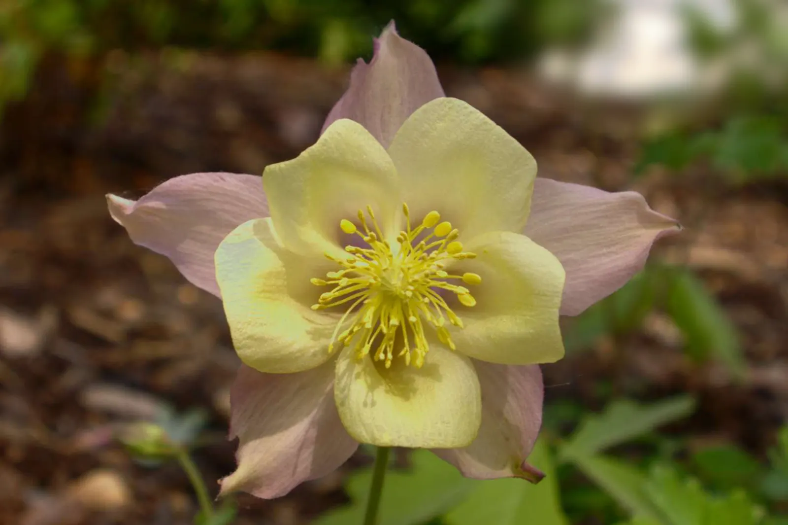 Columbine (Aquilegia Hybrids) — perennial with multi-colored and yellow blooms; these perennials are somewhat drought-tolerant, image 83