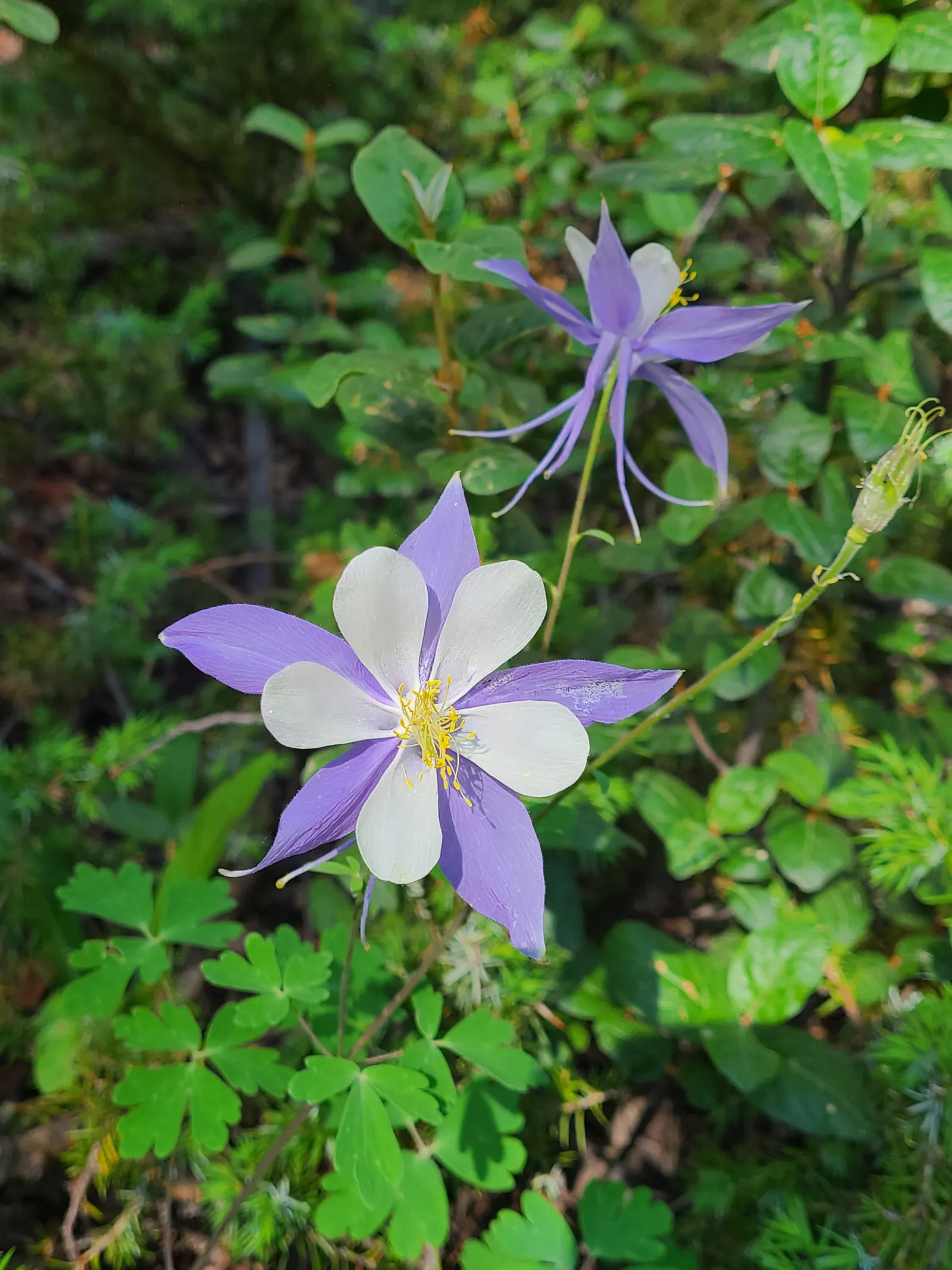 Columbine (Aquilegia Hybrids) — Ideal for woodland settings and border accents; these perennials are somewhat drought-tolerant, image 63
