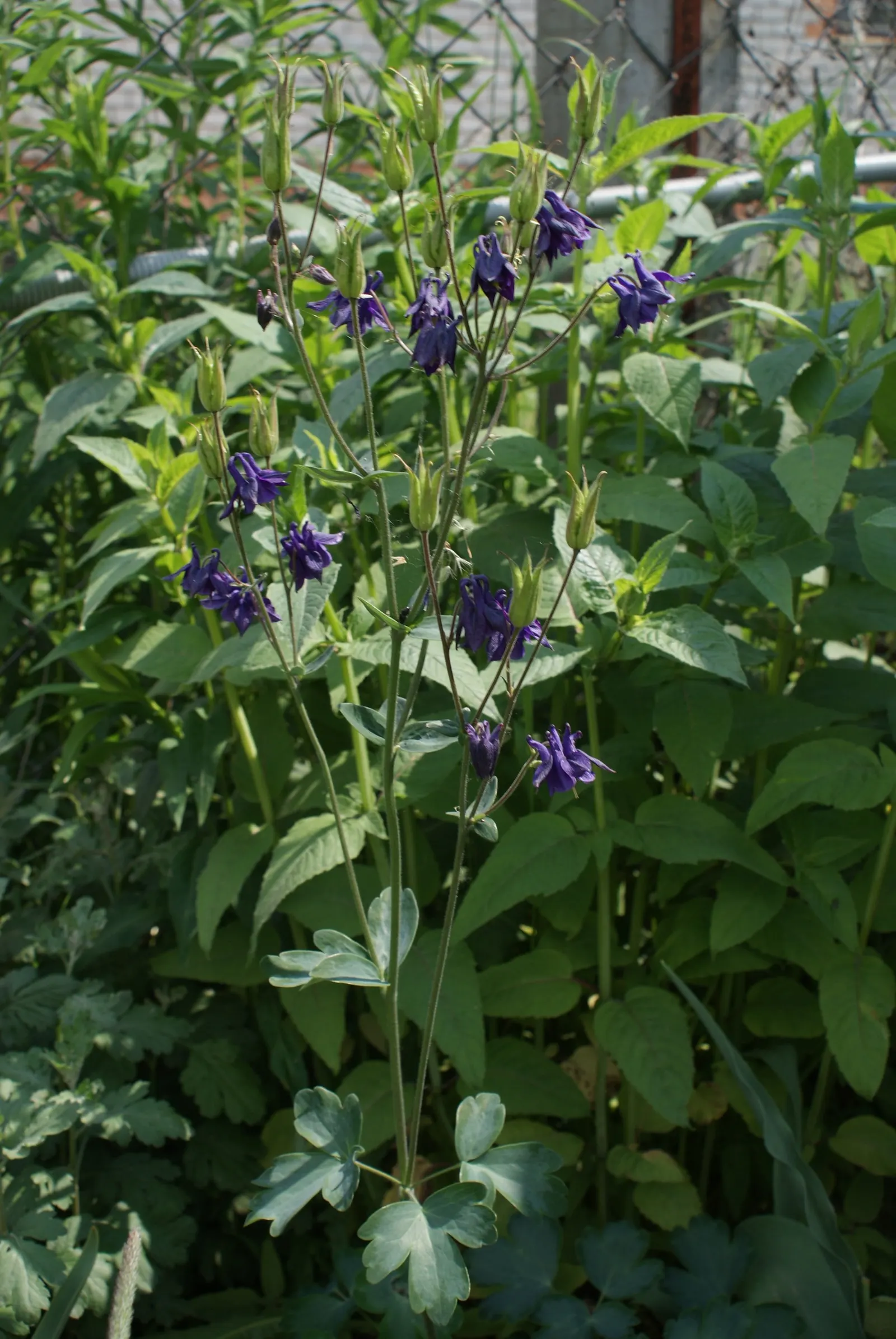 Columbine (Aquilegia Hybrids) — intricately detailed with spurred petals that can captivate any onlooker; renowned for its distinctive shape, image 94