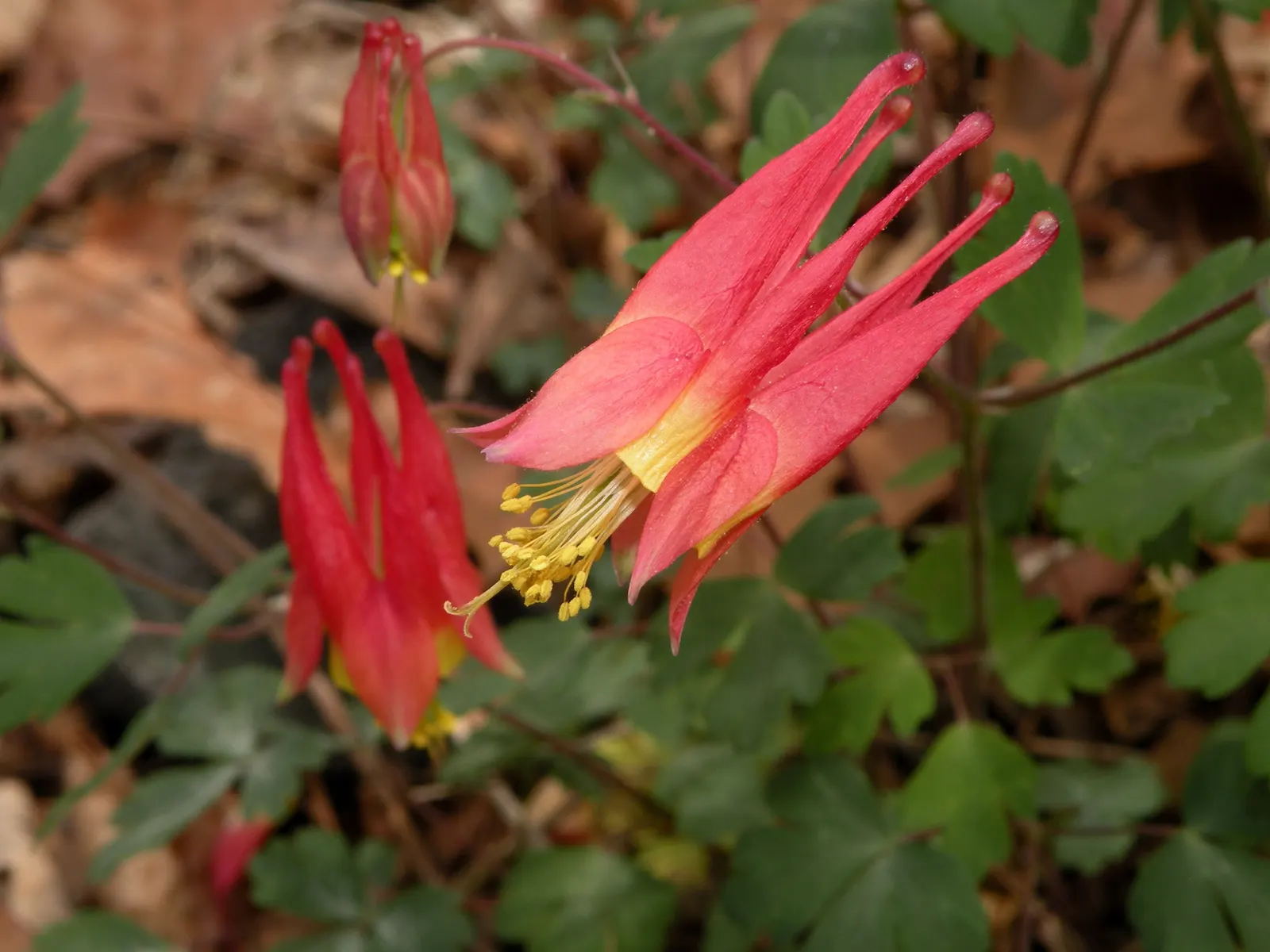 Columbine (Aquilegia Hybrids) — and a slightly acidic to neutral pH balance is ideal; thriving in USDA zones 3-8, it prefers partially shaded spots and