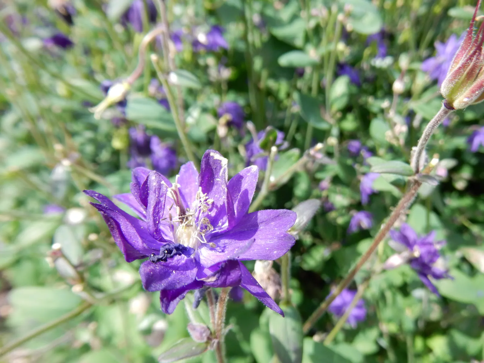 Columbine (Aquilegia Hybrids) — Columbine (Aquilegia hybrids) is a charming perennial boasting distinctive; thriving in USDA zones 3-8, it prefers, image 85