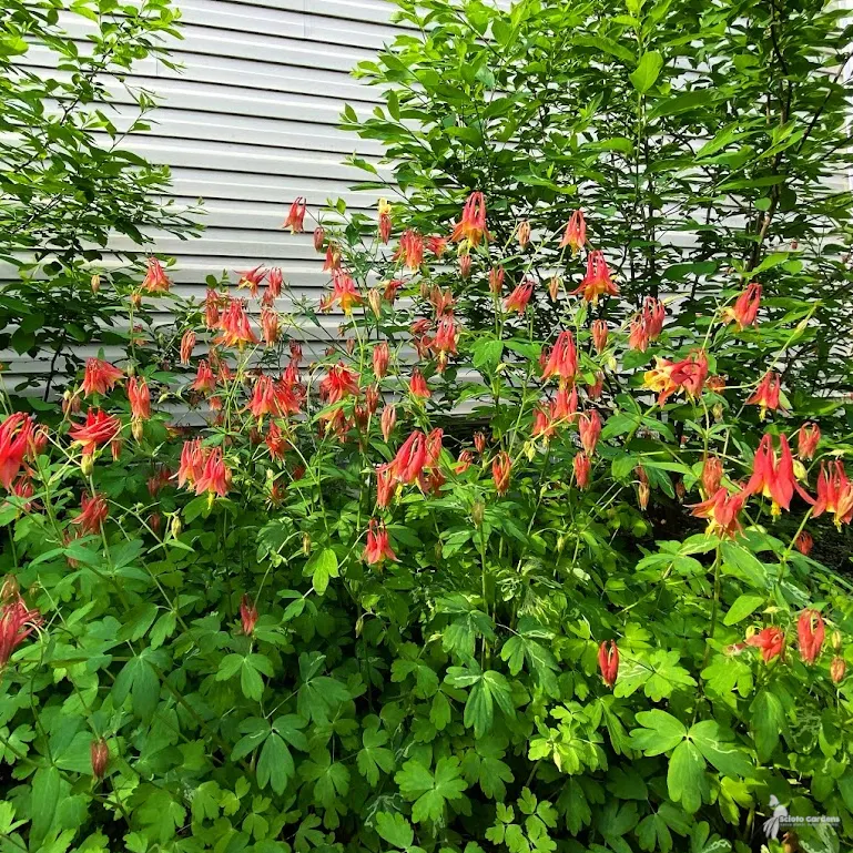 Columbine (Aquilegia Hybrids) — Thriving in USDA zones 3-8, it prefers partially shaded spots and well-draining soil