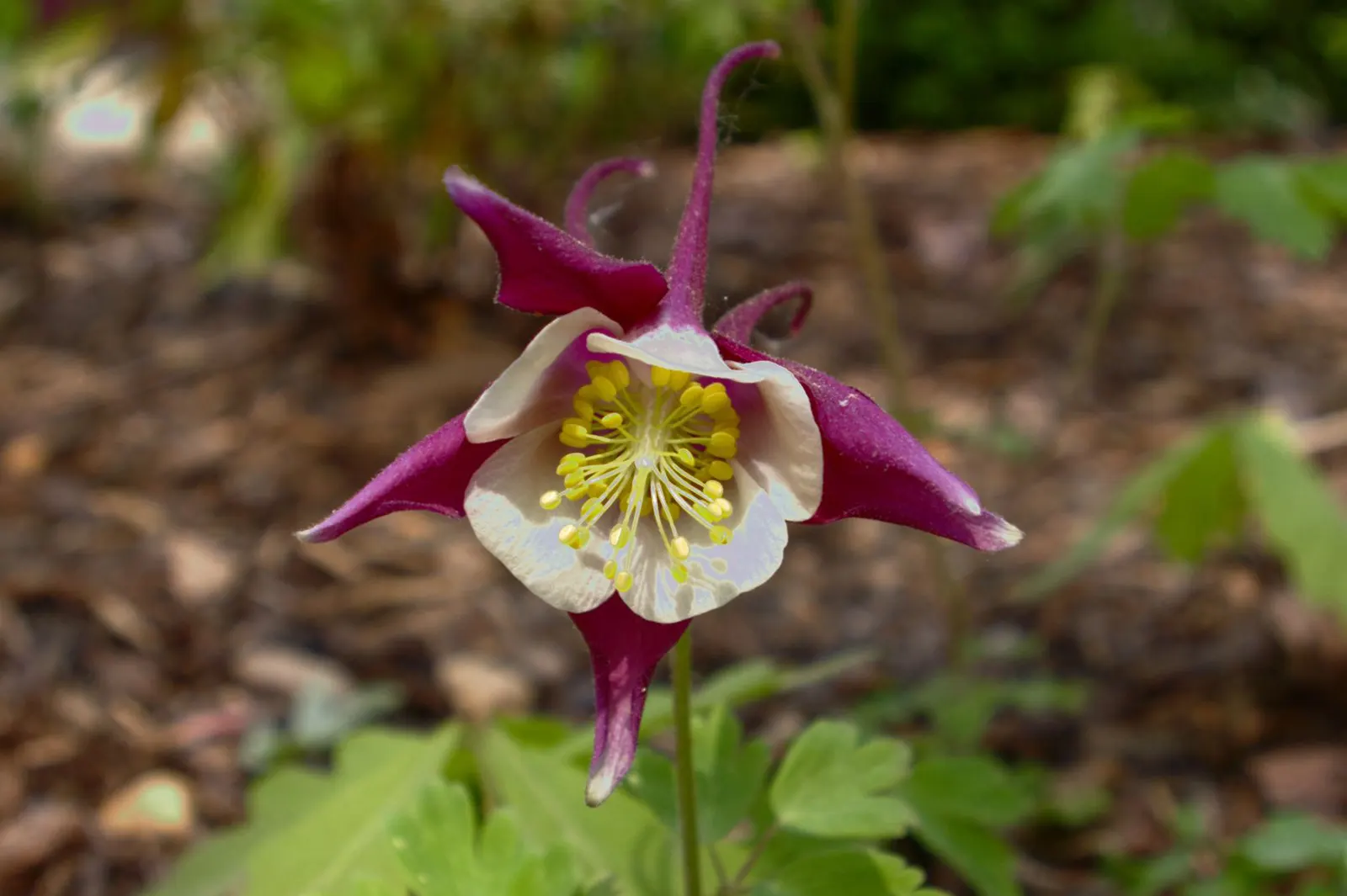 Columbine (Aquilegia Hybrids) — scientifically known as Aquilegia hybrids; to encourage more vigorous growth in the coming years, image 92