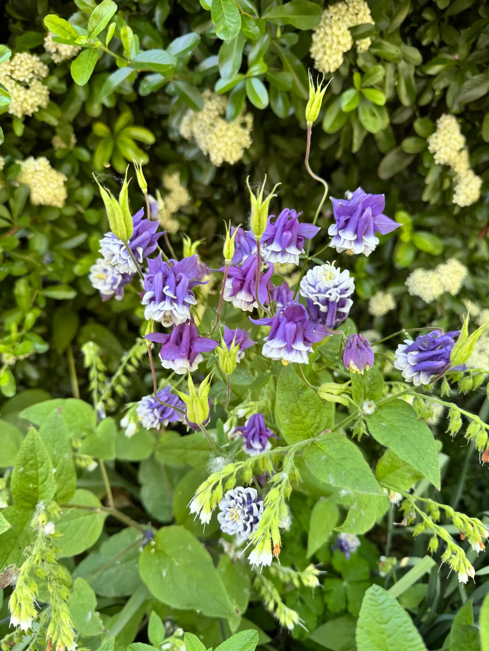 Columbine (Aquilegia Hybrids) — intricately detailed with spurred petals that can captivate any onlooker; renowned for its distinctive shape, image 66