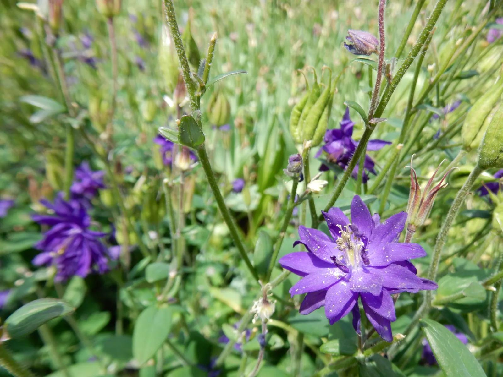 Columbine (Aquilegia Hybrids) — They perform best in USDA hardiness zones 3 through 9; these perennials are somewhat drought-tolerant, image 99