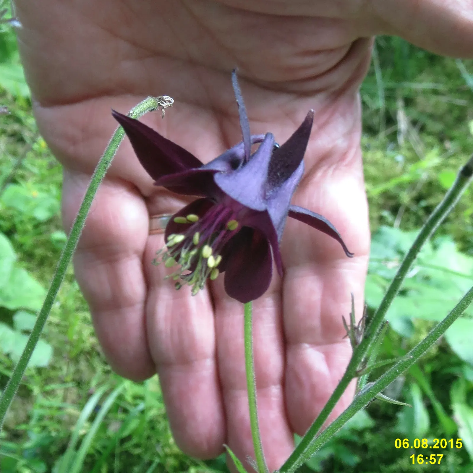 Columbine (Aquilegia Hybrids) — They perform best in USDA hardiness zones 3 through 9; these perennials are somewhat drought-tolerant, image 127
