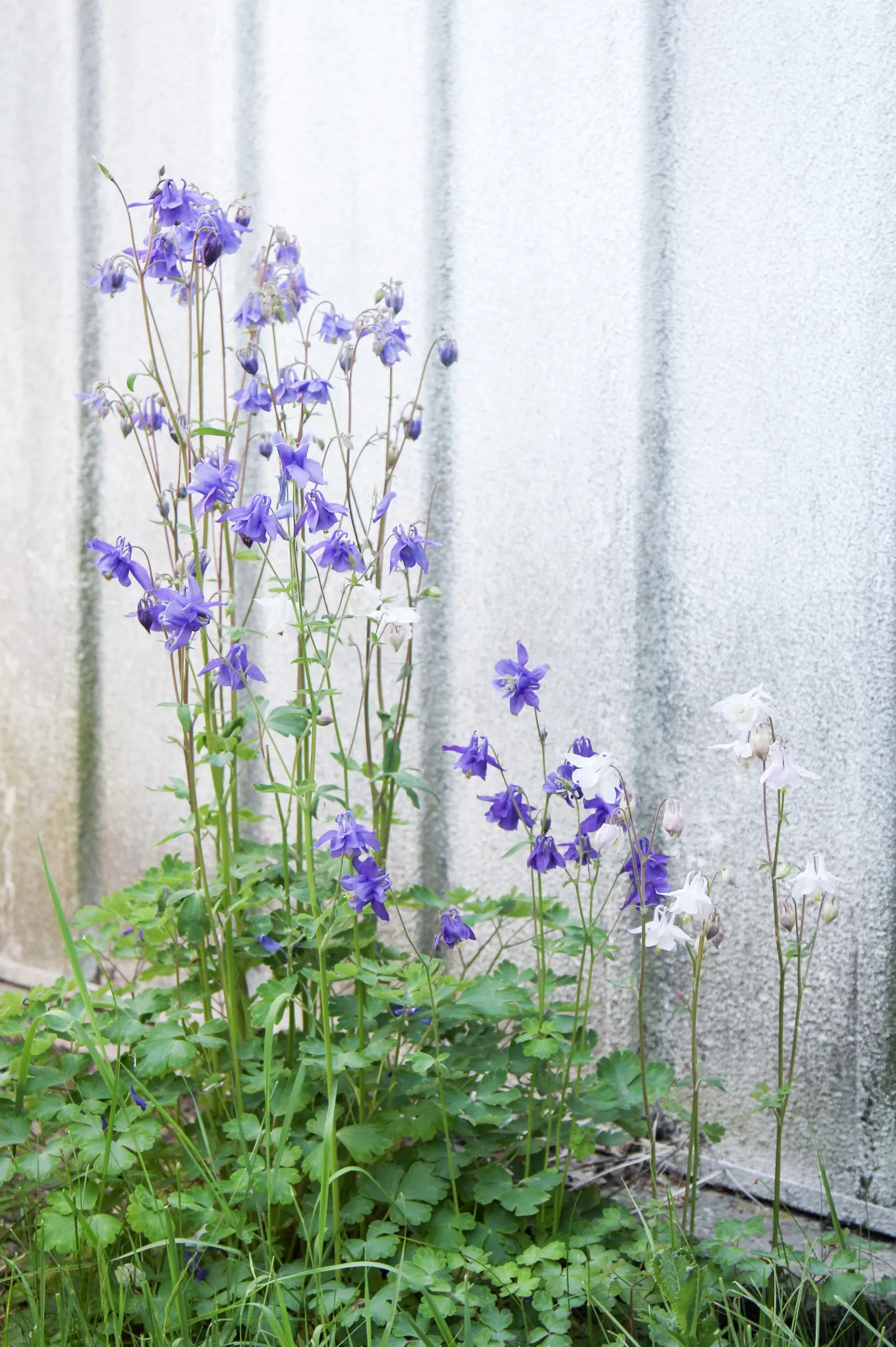Columbine (Aquilegia Hybrids) — intricately detailed with spurred petals that can captivate any onlooker; renowned for its distinctive shape
