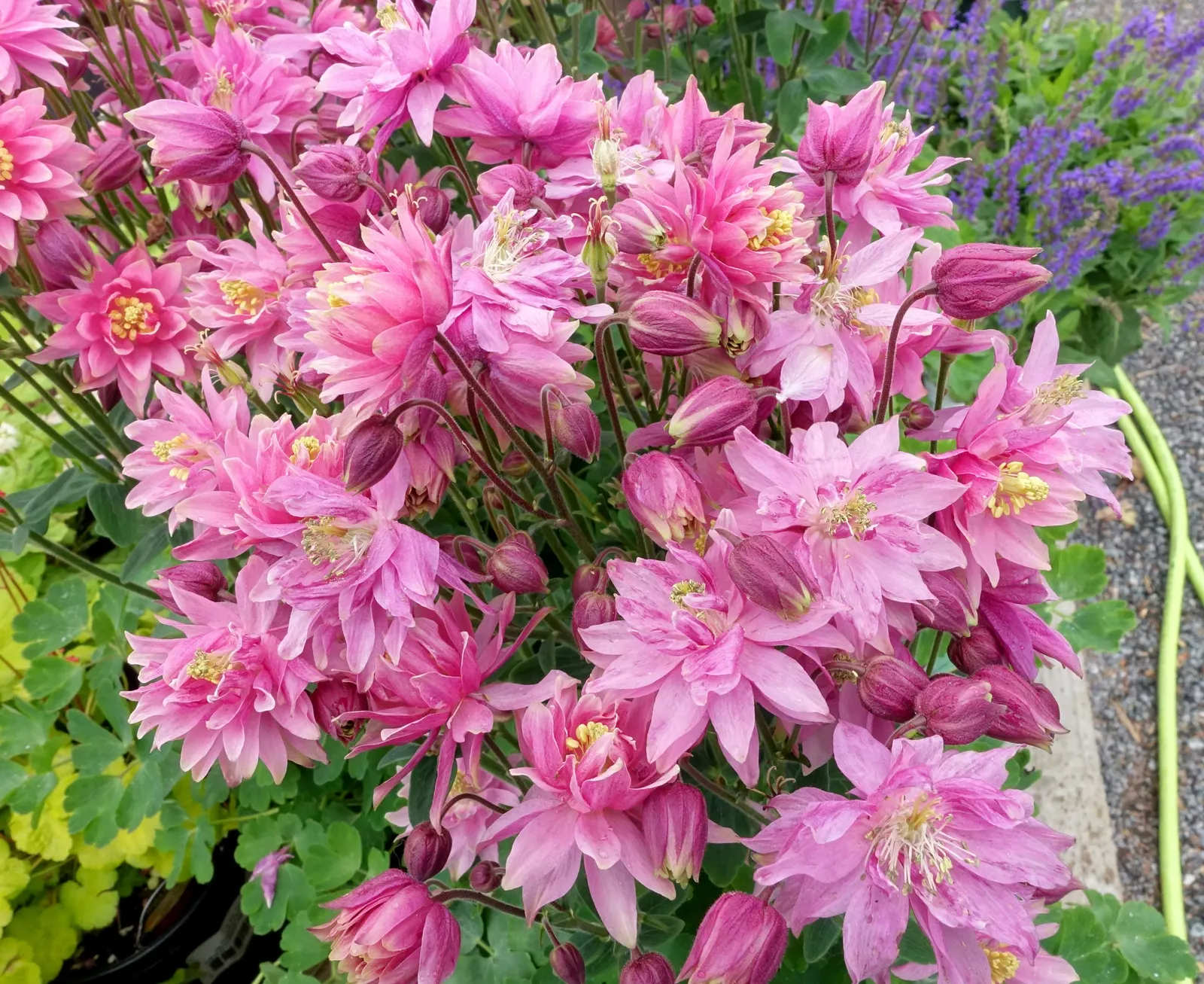 Columbine (Aquilegia Hybrids) — is a charming perennial that boasts an array of enchanting bell-shaped flowers; thriving in USDA zones 3-8, it, image 121