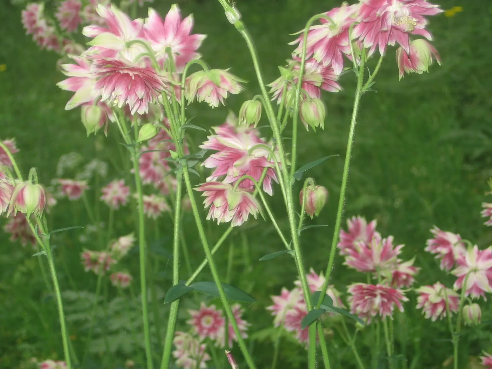 Columbine (Aquilegia Hybrids) — relishing in areas that provide partial shade as this mimics their native woodland habitats