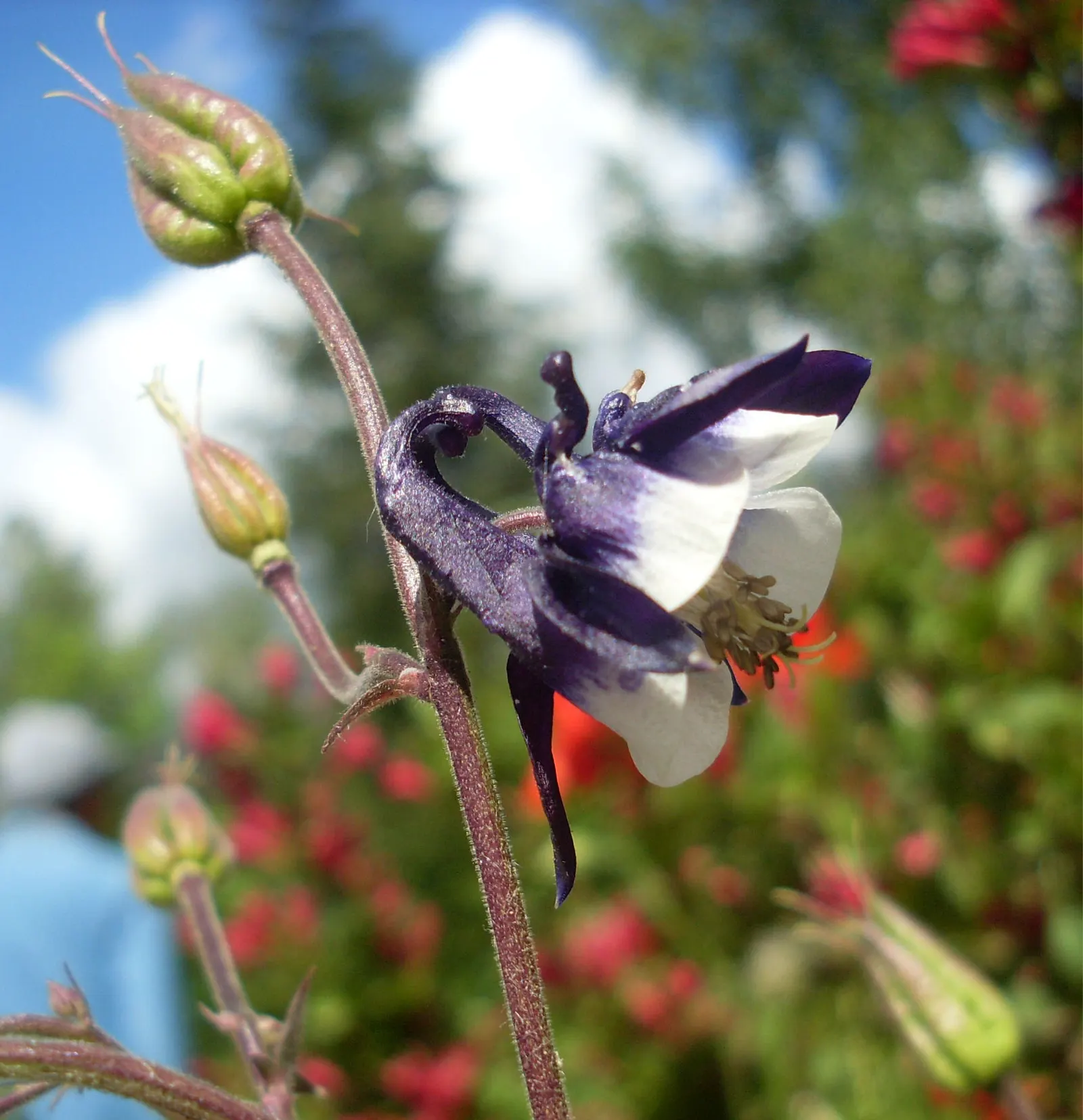 Columbine (Aquilegia Hybrids) — nodding flowers with spurred petals; renowned for its distinctive shape, image 58