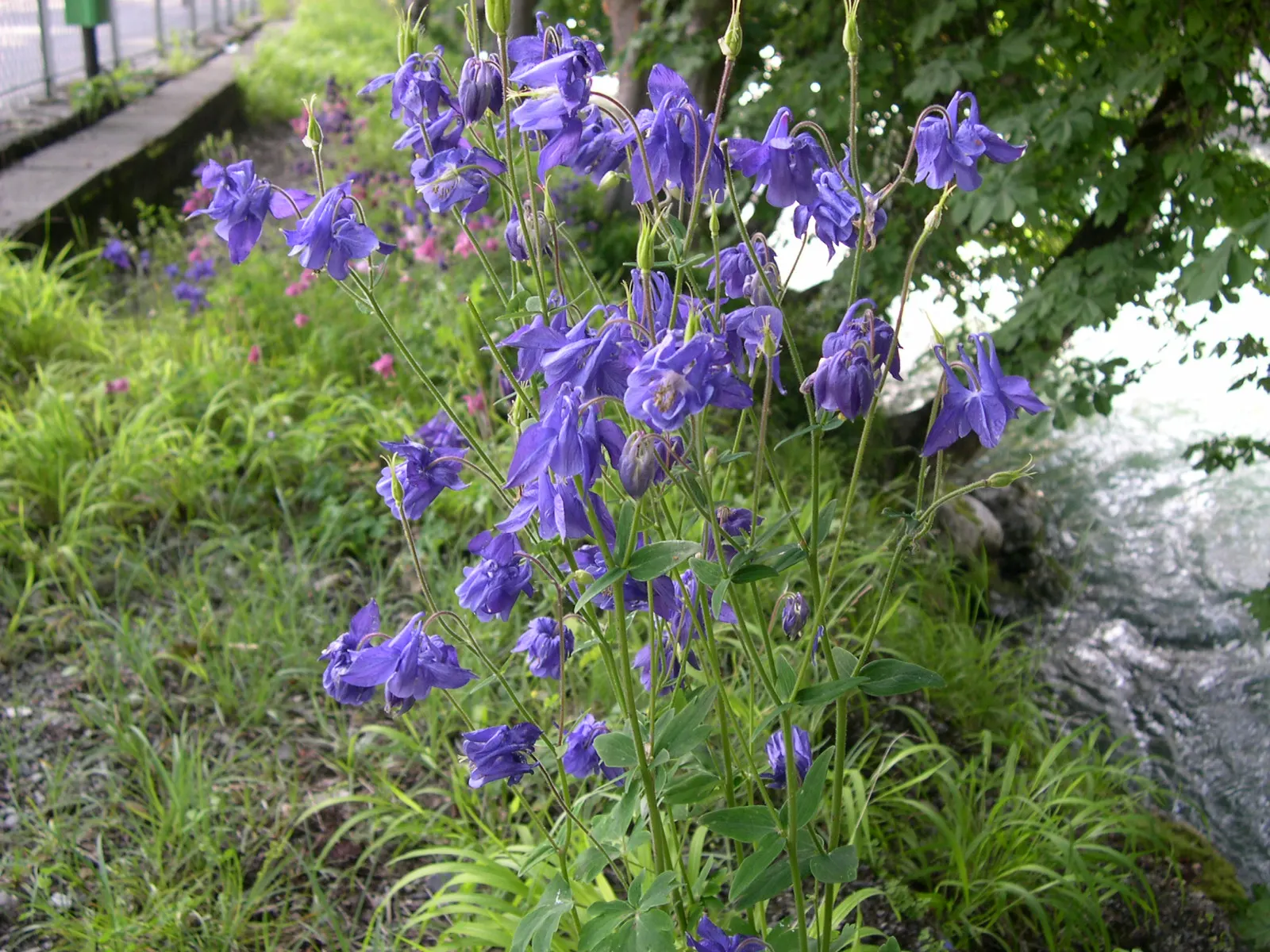 Columbine (Aquilegia Hybrids) — Ideal for woodland settings and border accents