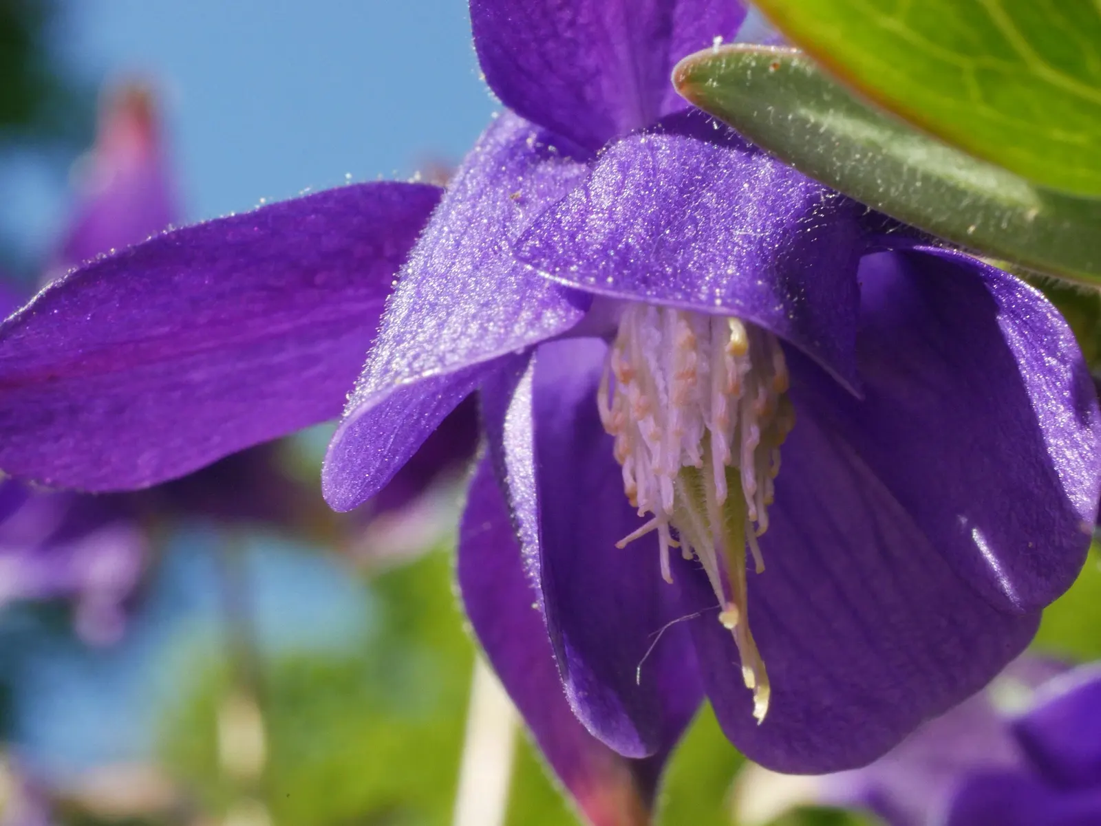 Columbine (Aquilegia Hybrids) — Columbine's early summer blooms attract hummingbirds and butterflies, adding dynamic life to your garden; renowned for its