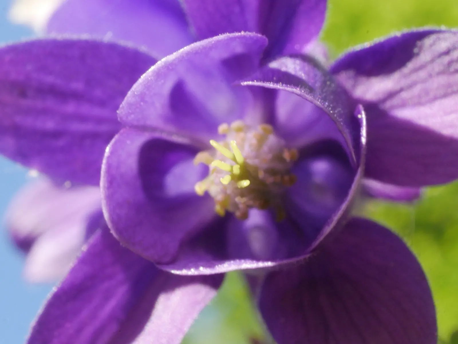Columbine (Aquilegia Hybrids) — Mature plants reach 15-20 inches in height and spread up to 12 inches; thriving in USDA zones 3-8, it prefers partially shaded