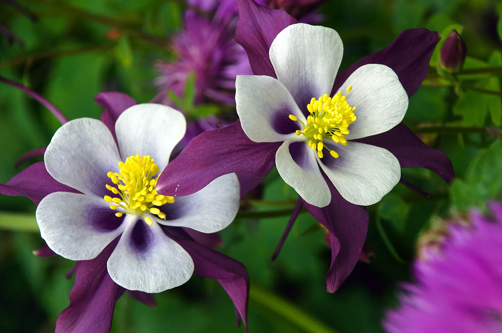 Columbine (Aquilegia Hybrids) — from mid-spring through early summer