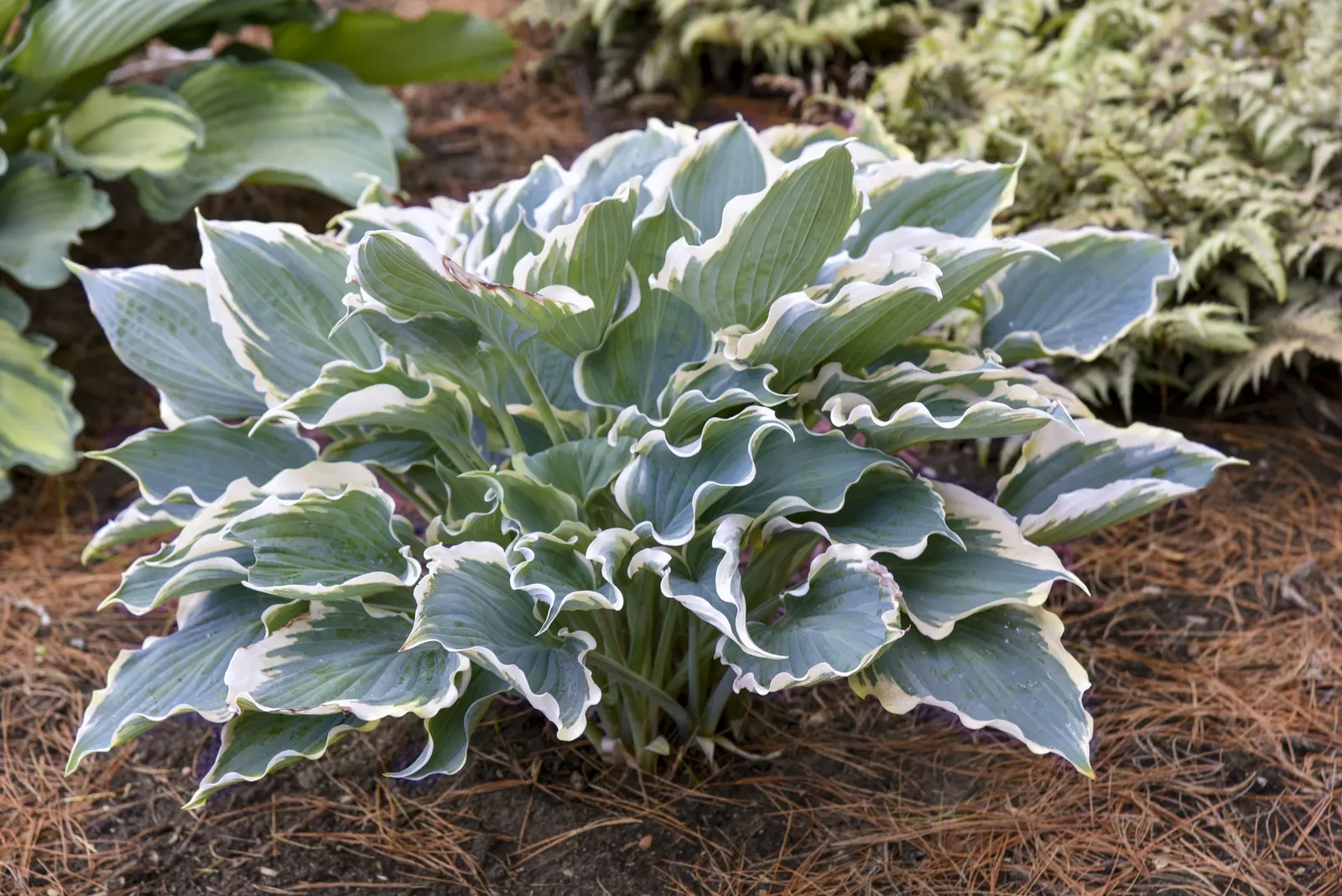 'Hope Springs Eternal' Hosta (Hosta hybrid) — Excellent for containers, borders, and mass plantings