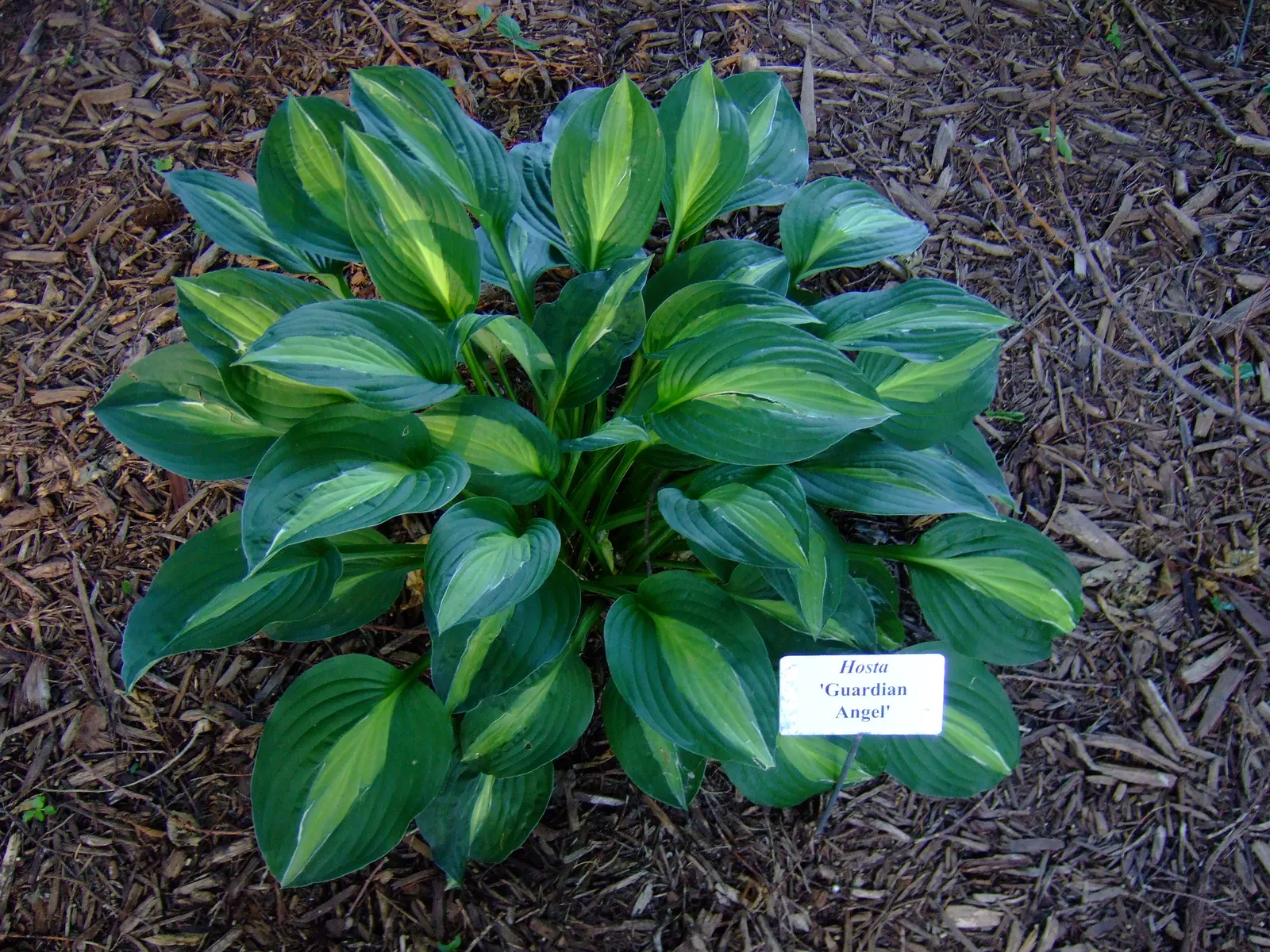 Guardian Angel Hosta (Hosta 'Guardian Angel') — This striking perennial thrives in partial to full shade