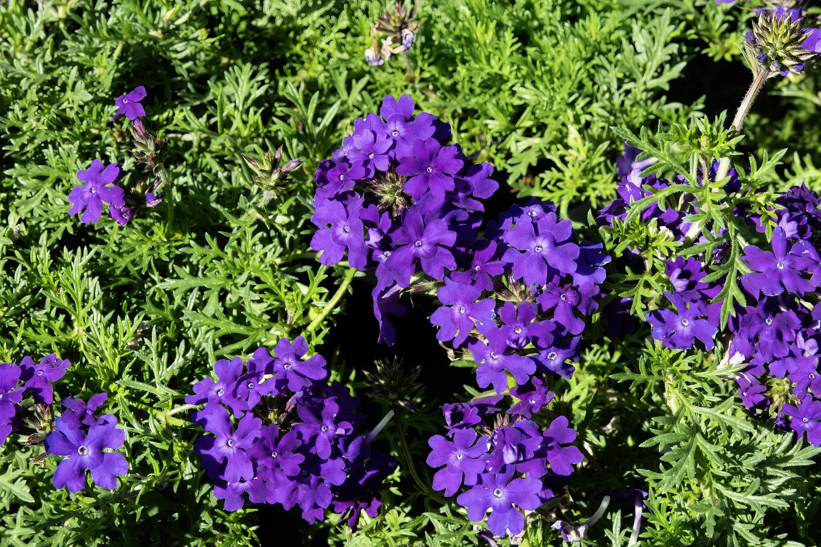 Tapien Blue Hybrid Verbena (Verbena 'Tapien Blue') — also widely recognized by its trade name Tapien Blue Hybrid Verbena
