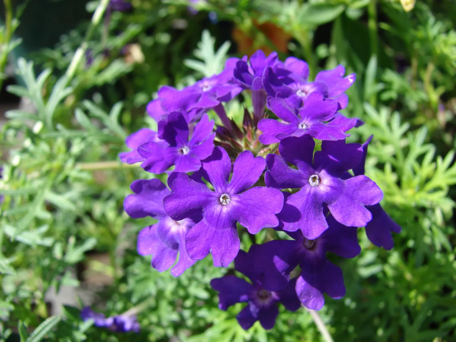 Tapien Blue Hybrid Verbena (Verbena 'Tapien Blue') — Verbena 'Tapien Blue' dazzles with cascades of vibrant violet-blue blooms