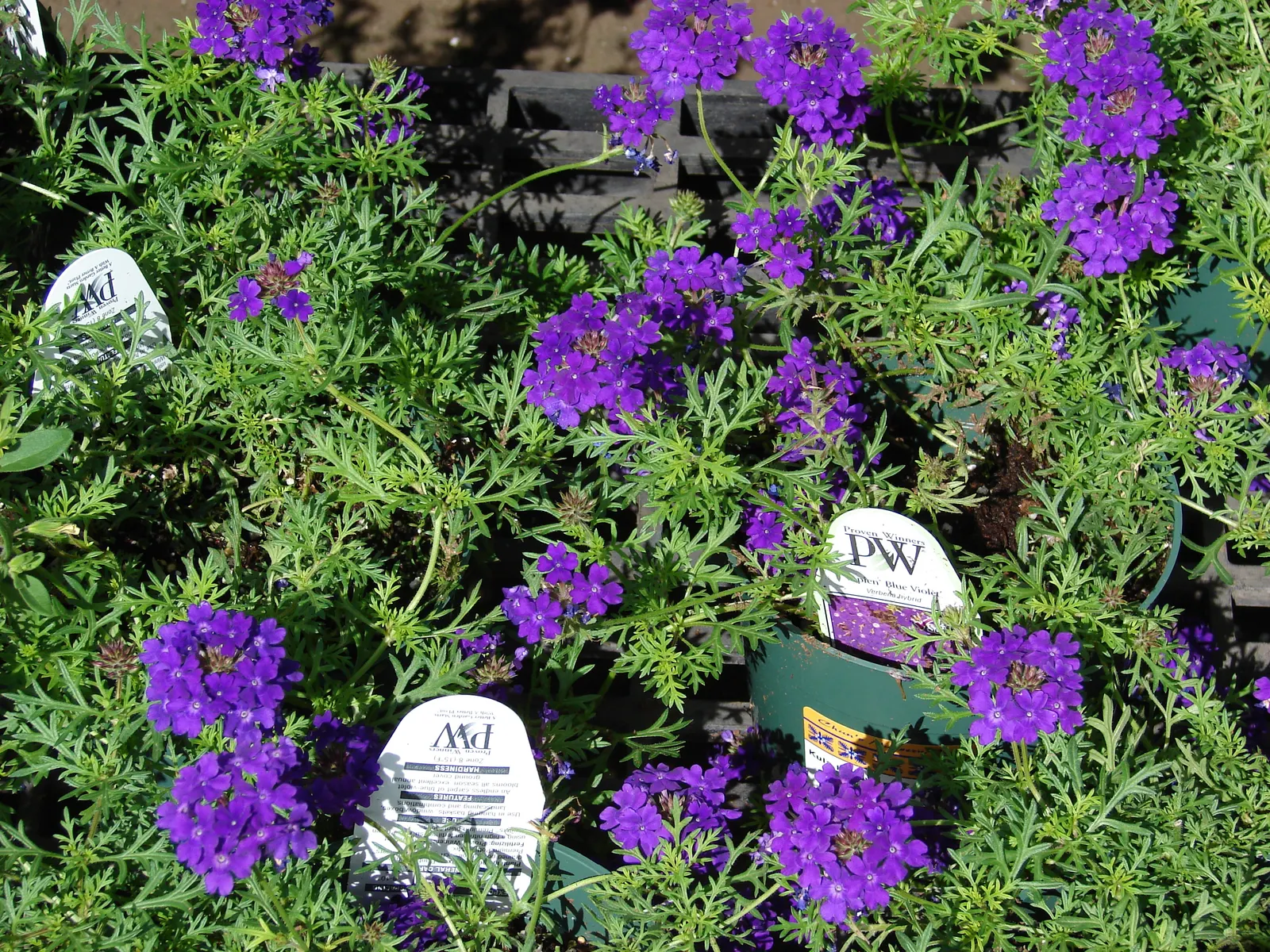 Tapien Blue Hybrid Verbena (Verbena 'Tapien Blue') — reaching 4-8 inches in height and spreading up to 24 inches