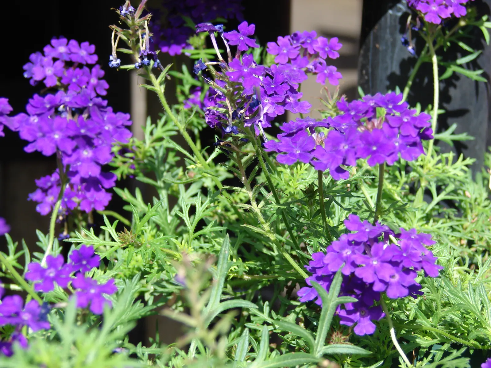 Tapien Blue Hybrid Verbena (Verbena 'Tapien Blue') — Its heat tolerance and drought resistance make it ideal for sunny spots in USDA zones 6-10