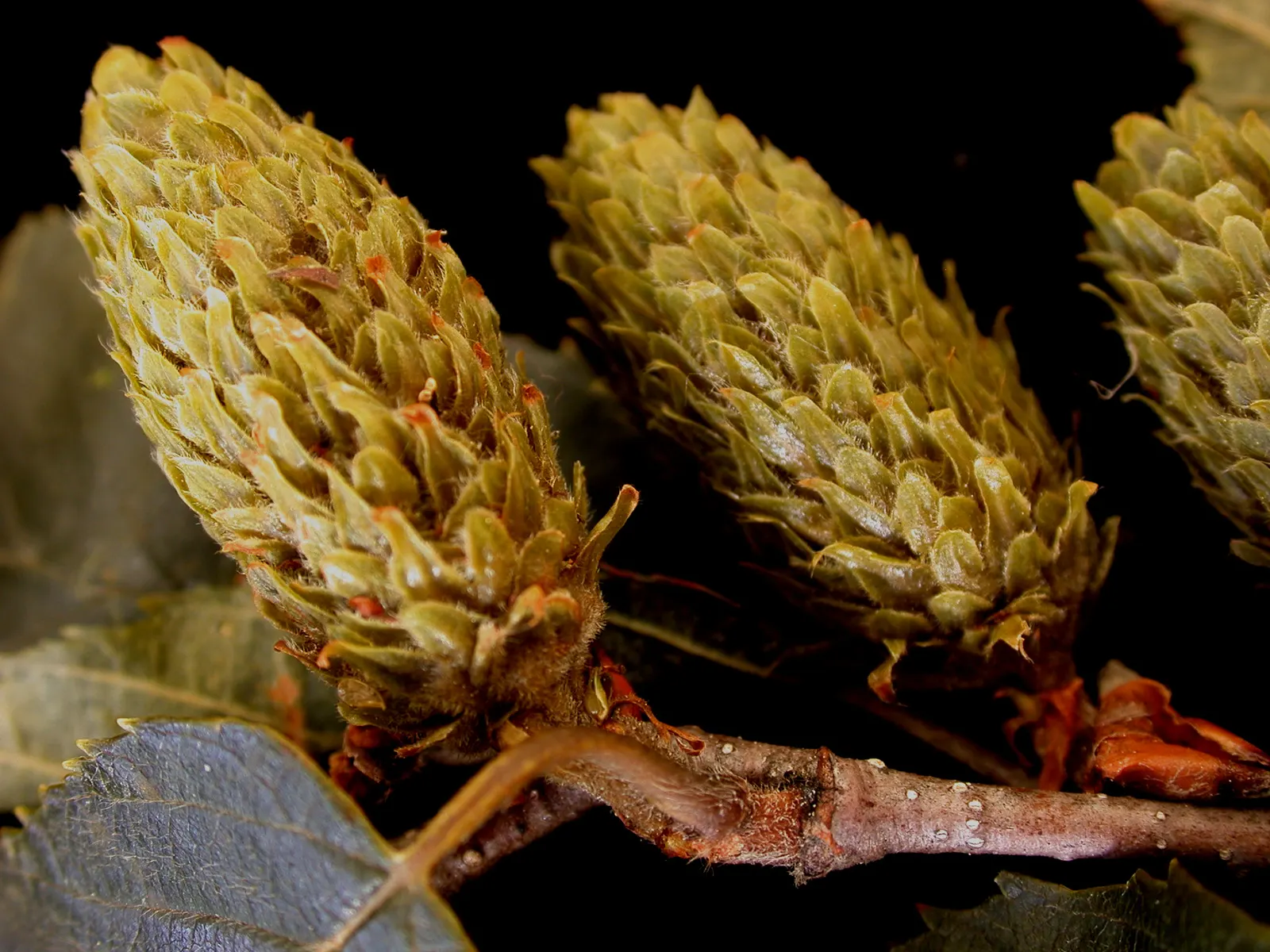 Yellow Birch (Betula Alleghaniensis) — gold flowers in the garden; shaggy golden-bronze bark that exudes a captivating luster