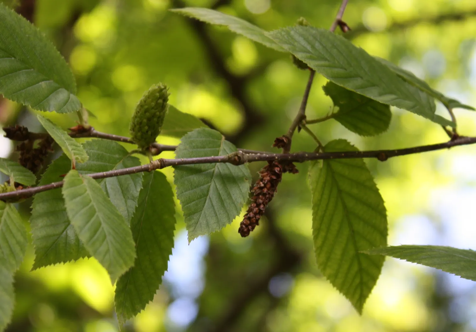 Yellow Birch (Betula Alleghaniensis) — this tree earns its common name; preferring slightly acidic, image 60