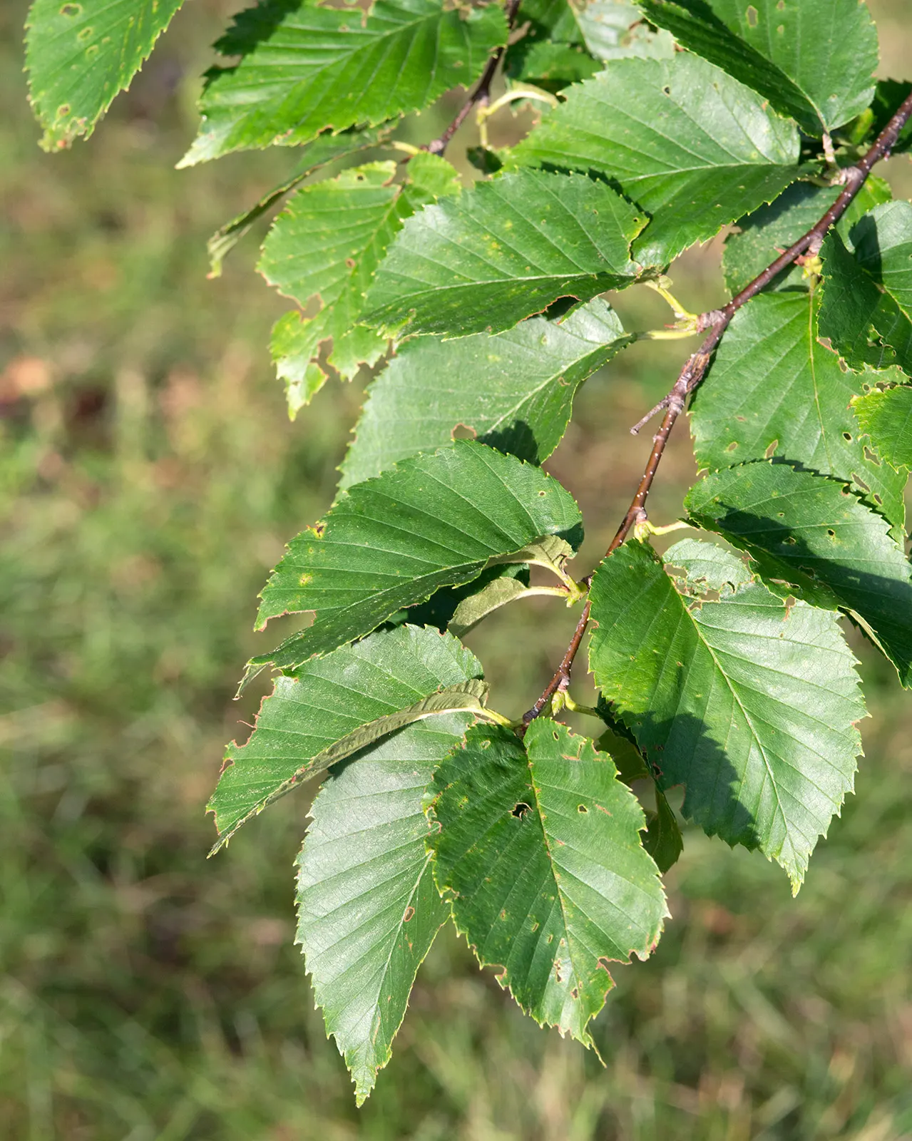 Yellow Birch (Betula Alleghaniensis) — is a stately deciduous tree known for its shimmery gold-brown bark and yellow autumn foliage; its grace and size are