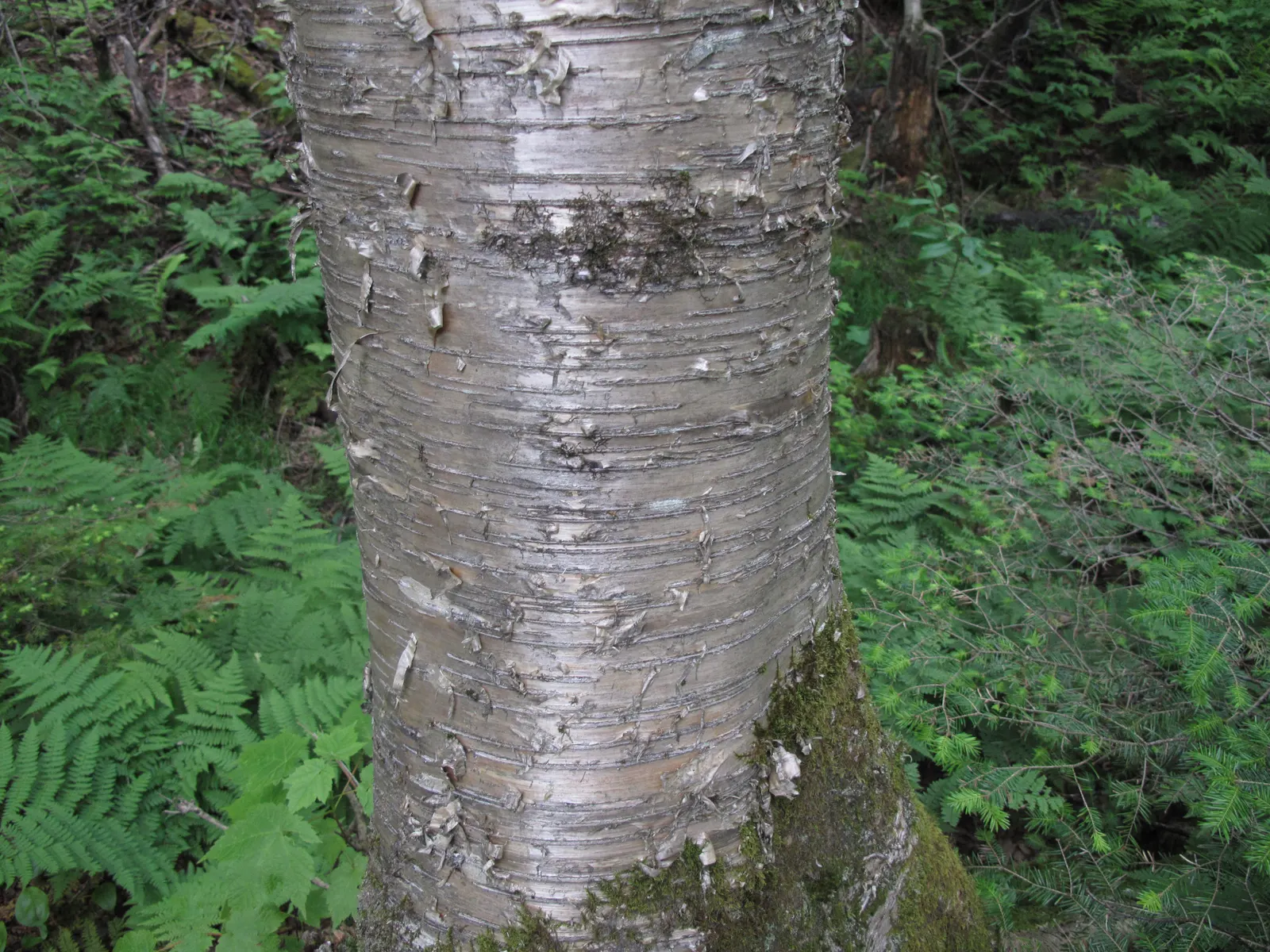 Yellow Birch (Betula Alleghaniensis) — tree for full or half