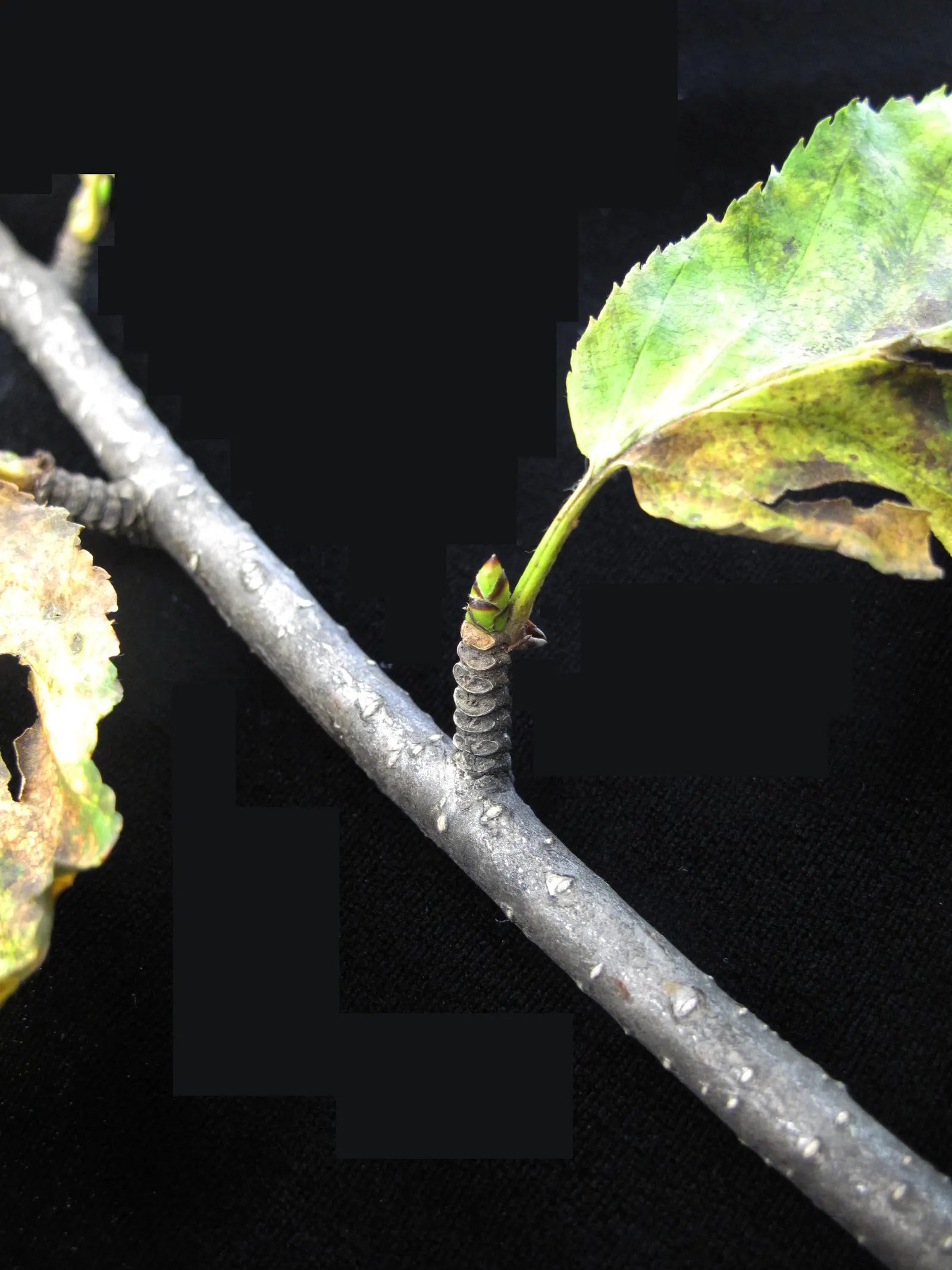 Yellow Birch (Betula Alleghaniensis) — Its grace and size are suited for larger landscapes, offering year-round interest and wildlife support; tree for full or