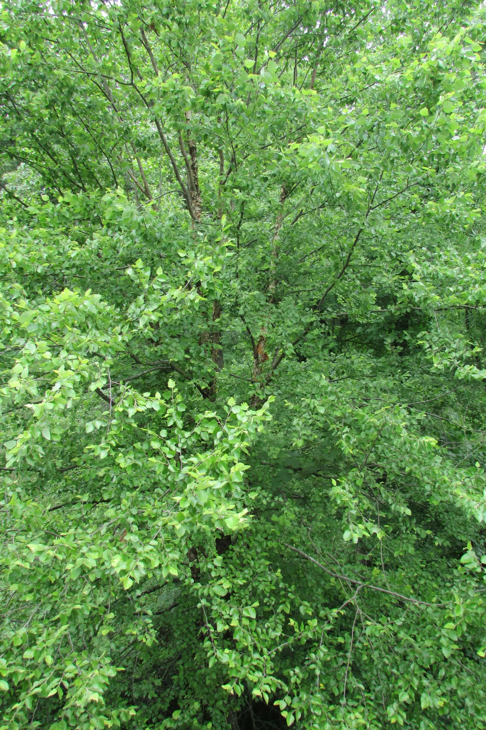 Yellow Birch (Betula Alleghaniensis) — revealing a silver-gray inner layer that provides year-round visual interest.<br><br>Standing tall; scientifically named