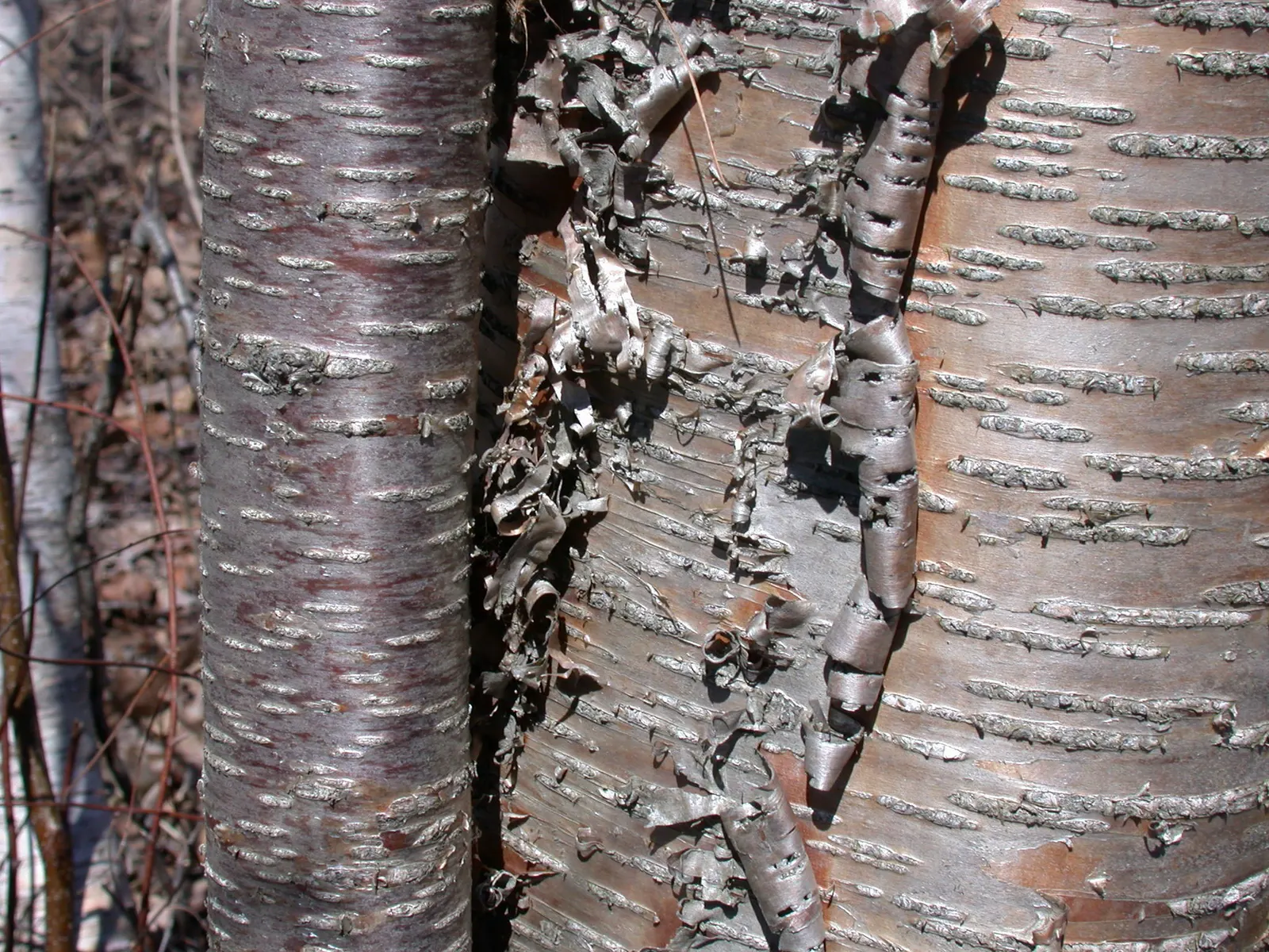 Yellow Birch (Betula Alleghaniensis) — Yellow Birch is a source of food and shelter for local fauna; it supports a range of wildlife