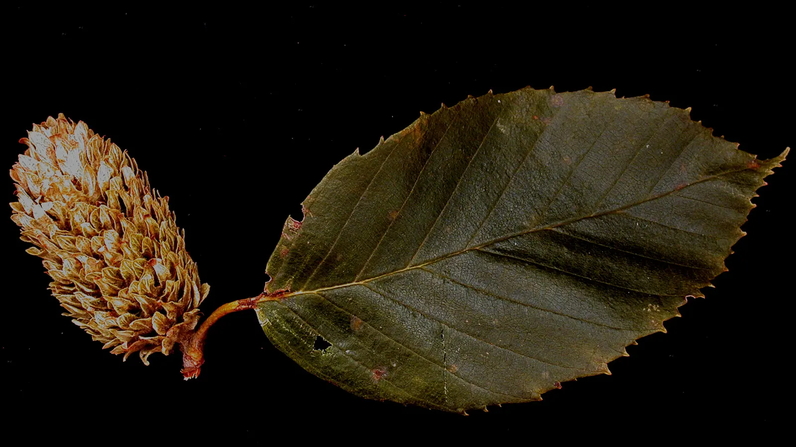 Yellow Birch (Betula Alleghaniensis) — although it displays commendable adaptability to various soil conditions; gold flowers in the garden