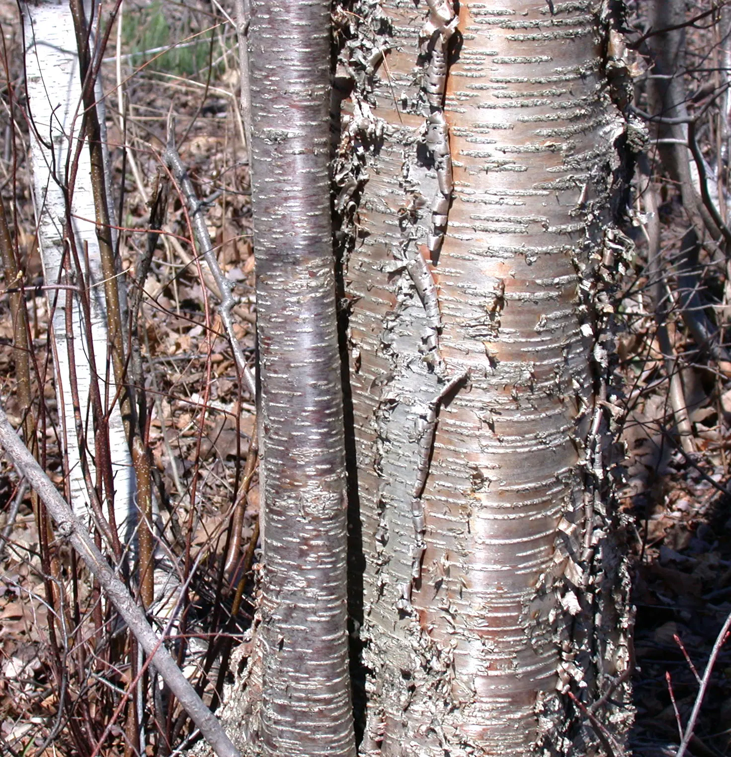 Yellow Birch (Betula Alleghaniensis) — scientifically named Betula alleghaniensis; with a canopy spread of about 40 to 50 feet, image 56