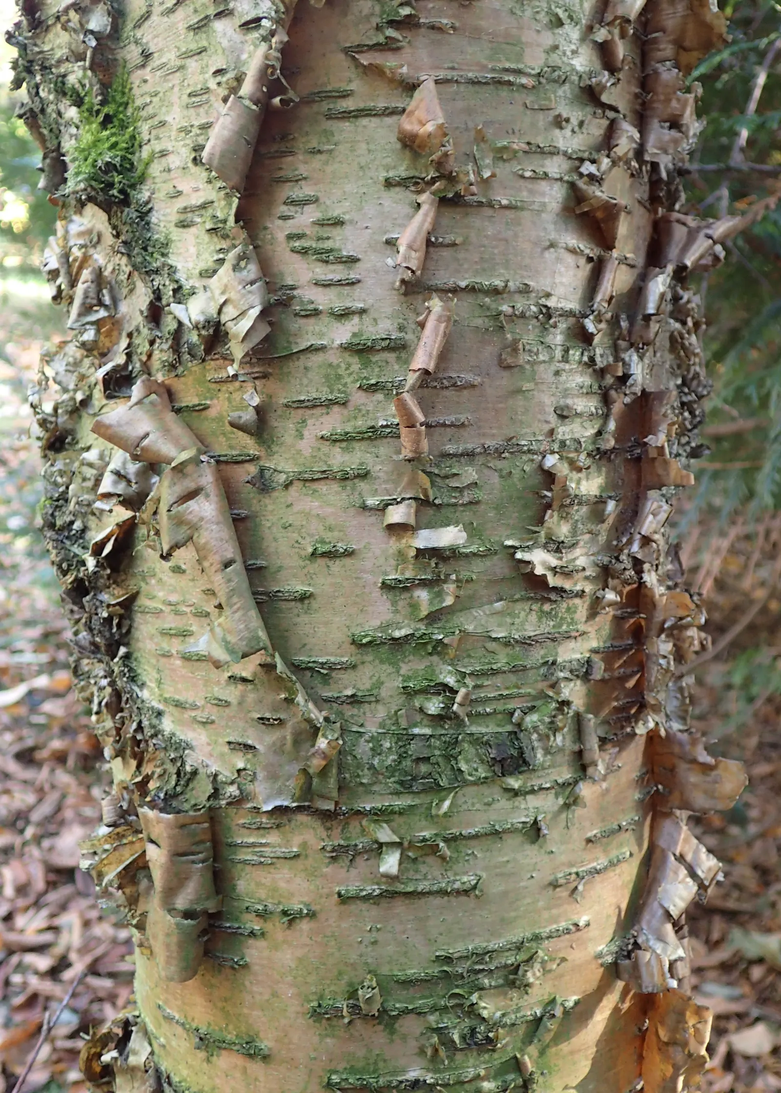 Yellow Birch (Betula Alleghaniensis) — Yellow Birch is a source of food and shelter for local fauna; it supports a range of wildlife; serrated margin and a
