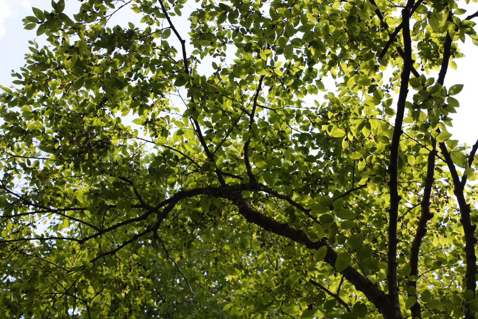 Yellow Birch (Betula Alleghaniensis) — Thriving in zones 3-7, it can grow 60-75 feet tall with a spread of 40-50 feet