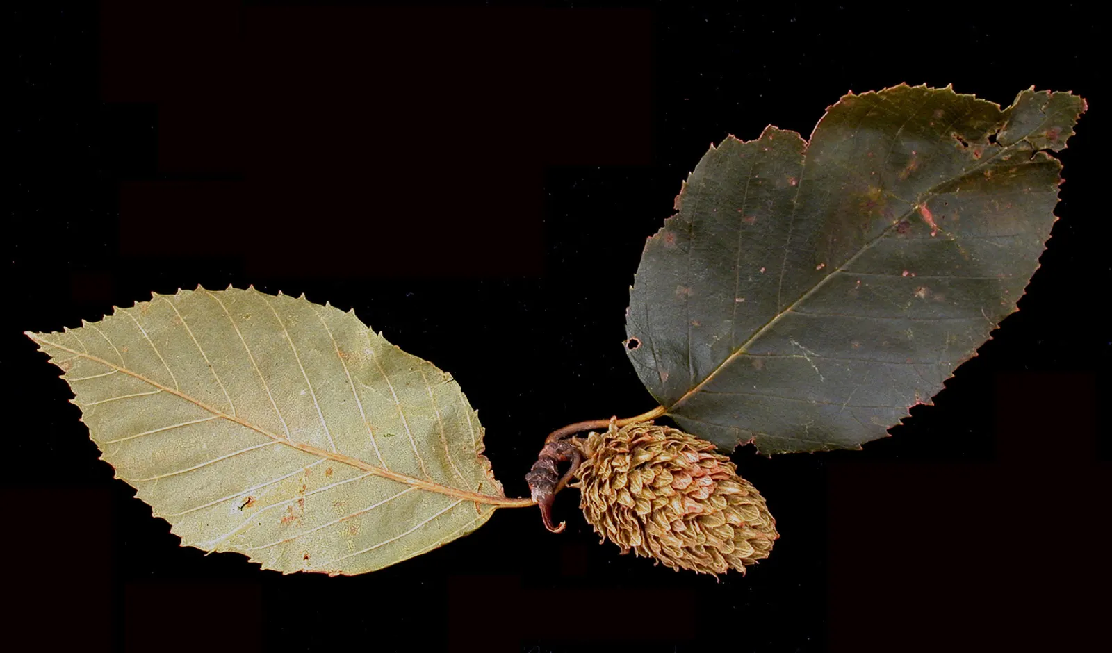Yellow Birch (Betula Alleghaniensis) — shaggy golden-bronze bark that exudes a captivating luster