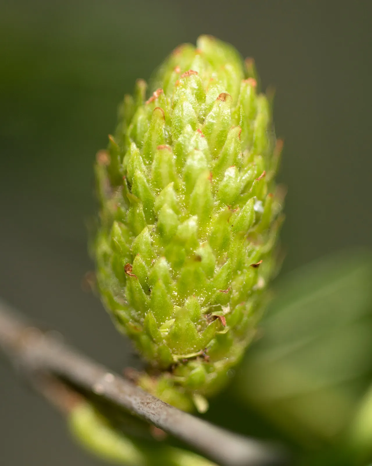 Yellow Birch (Betula Alleghaniensis) — Prefers moist, slightly acidic soils in full sun to partial shade