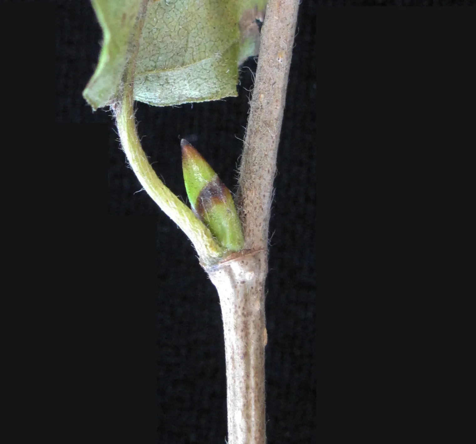 Yellow Birch (Betula Alleghaniensis) — Known for its distinctive; yellow Birch is a source of food and shelter for local fauna; it supports a range of wildlife