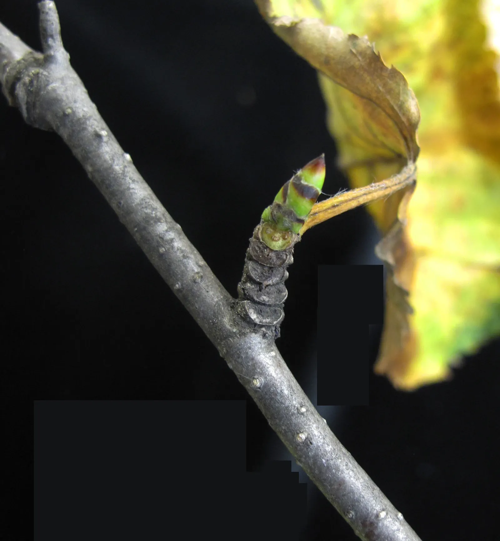 Yellow Birch (Betula Alleghaniensis) — the Yellow Birch ranges from 60 to 75 feet in height, image 38