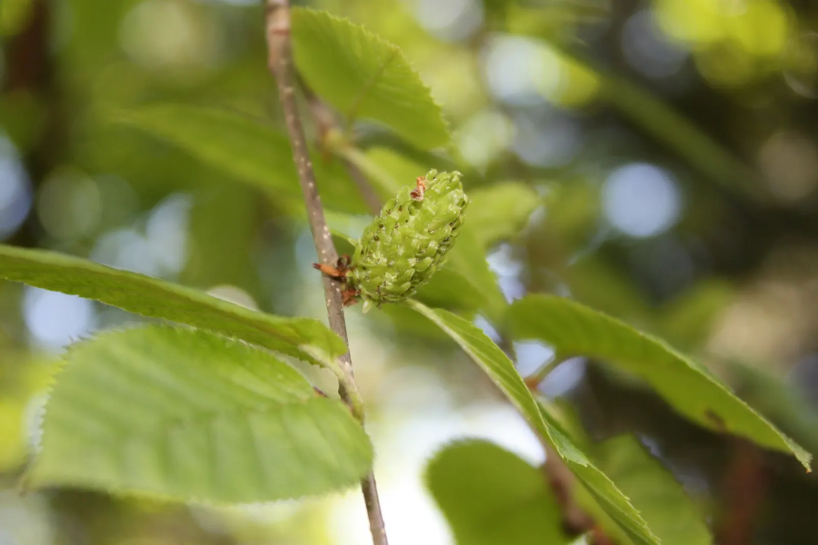 Yellow Birch (Betula Alleghaniensis) — Its grace and size are suited for larger landscapes, offering year-round interest and wildlife support; tree, image 54