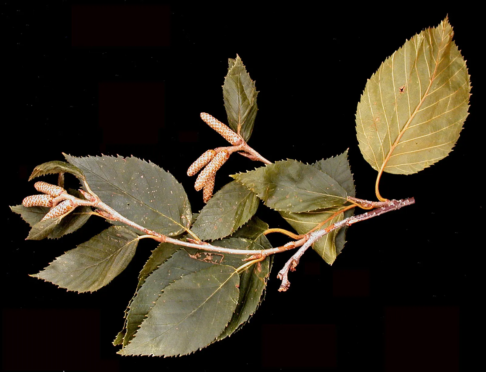 Yellow Birch (Betula Alleghaniensis) — with a canopy spread of about 40 to 50 feet; offering a seasonal display that underscores its landscape value