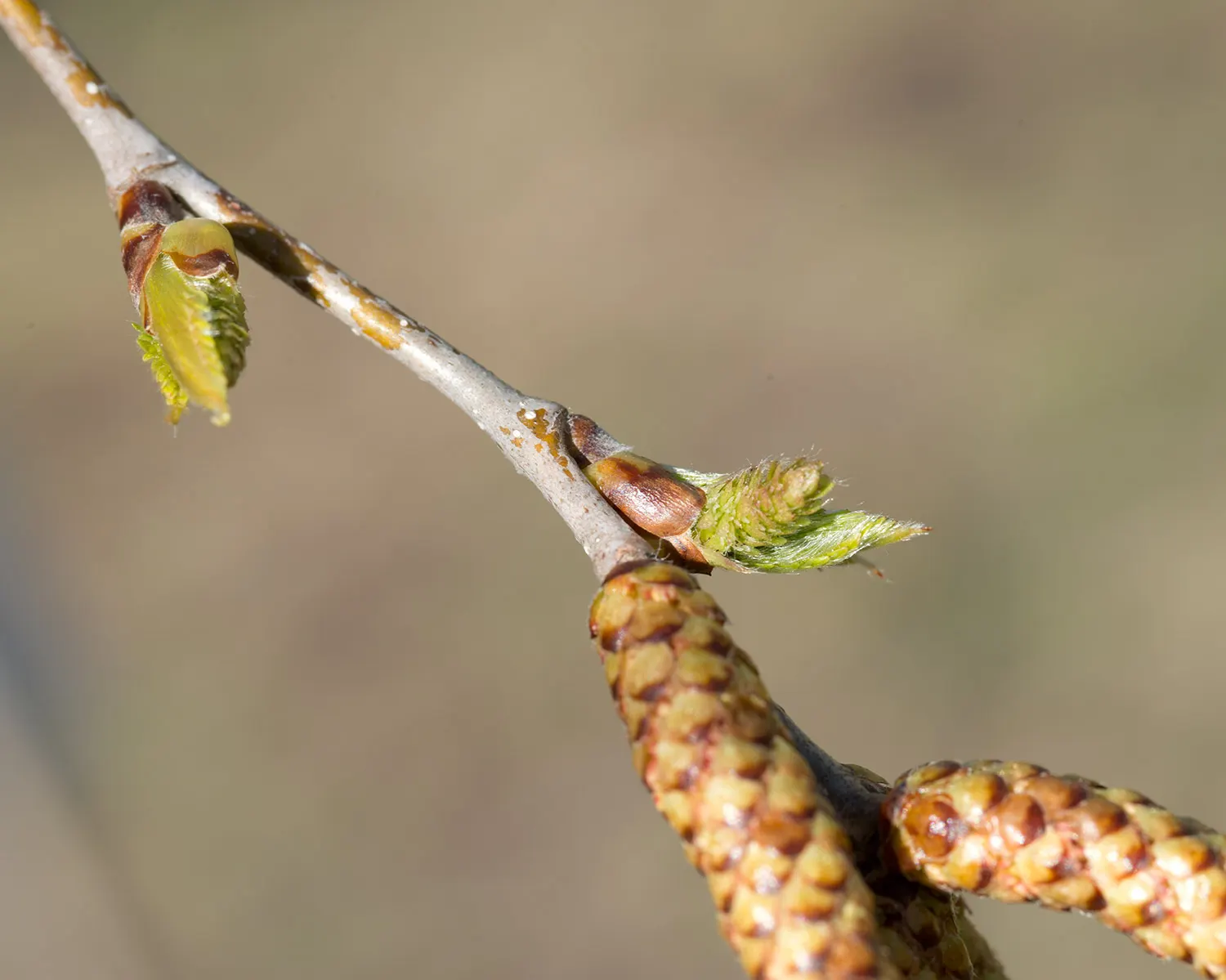 Yellow Birch (Betula Alleghaniensis) — Thriving in zones 3-7, it can grow 60-75 feet tall with a spread of 40-50 feet; the bark peels off in fine horizontal