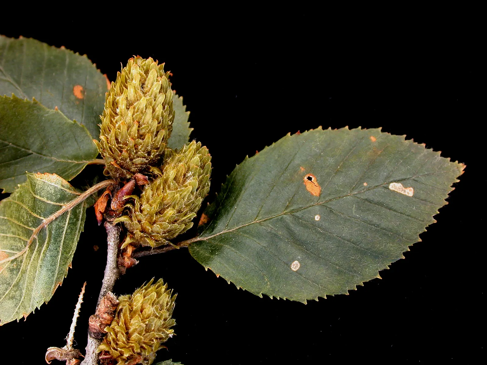Yellow Birch (Betula Alleghaniensis) — Thriving in zones 3-7, it can grow 60-75 feet tall with a spread of 40-50 feet; the bark peels off in fine, image 52