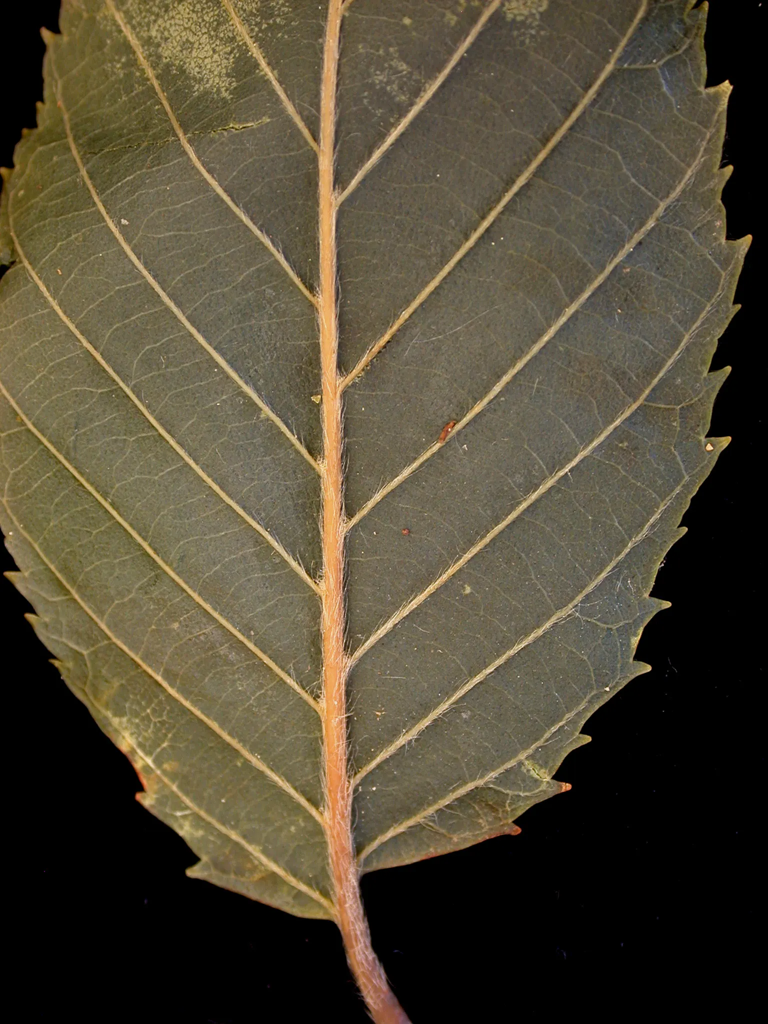 Yellow Birch (Betula Alleghaniensis) — the Yellow Birch ranges from 60 to 75 feet in height