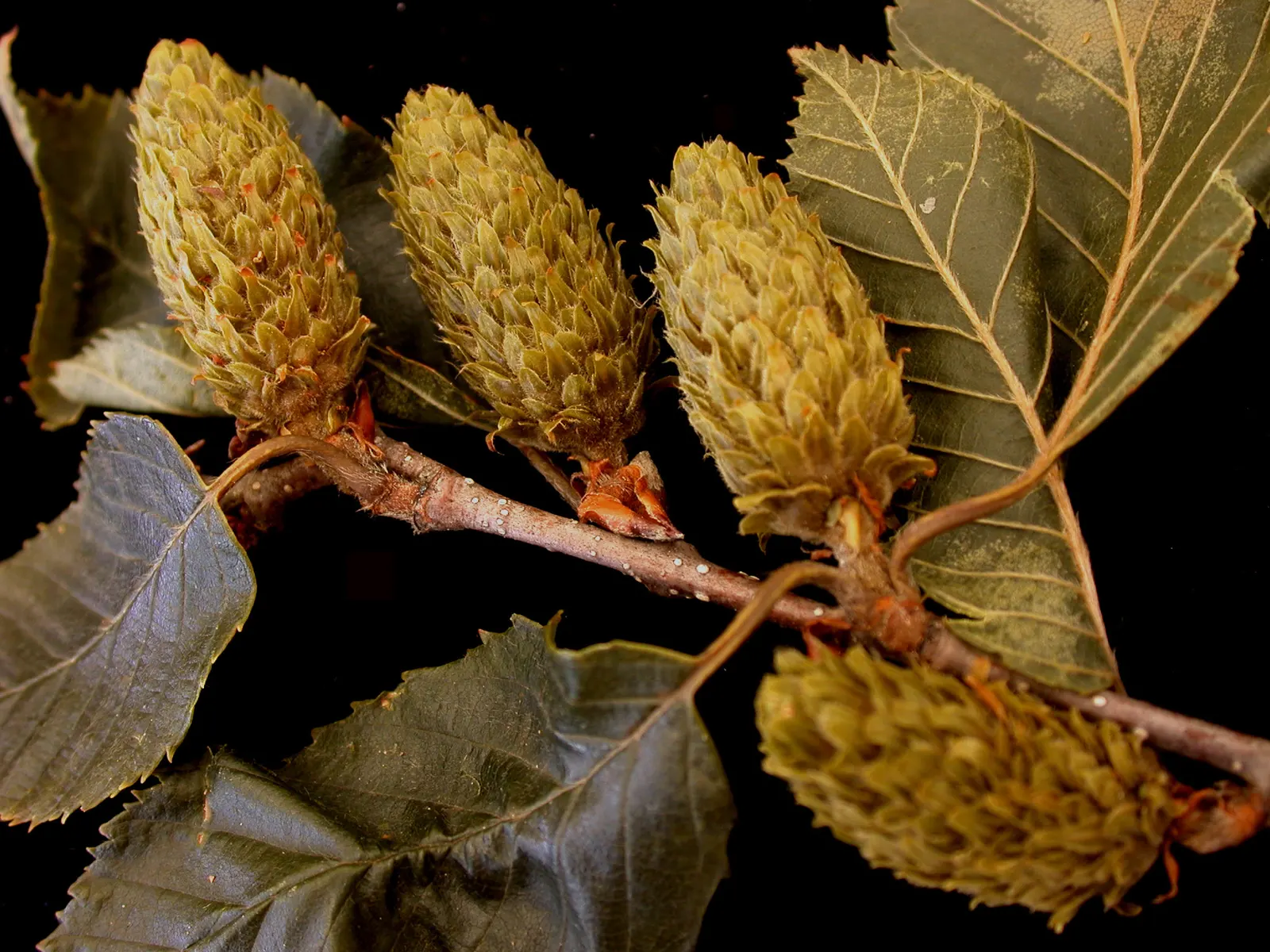 Yellow Birch (Betula Alleghaniensis) — although it displays commendable adaptability to various soil conditions